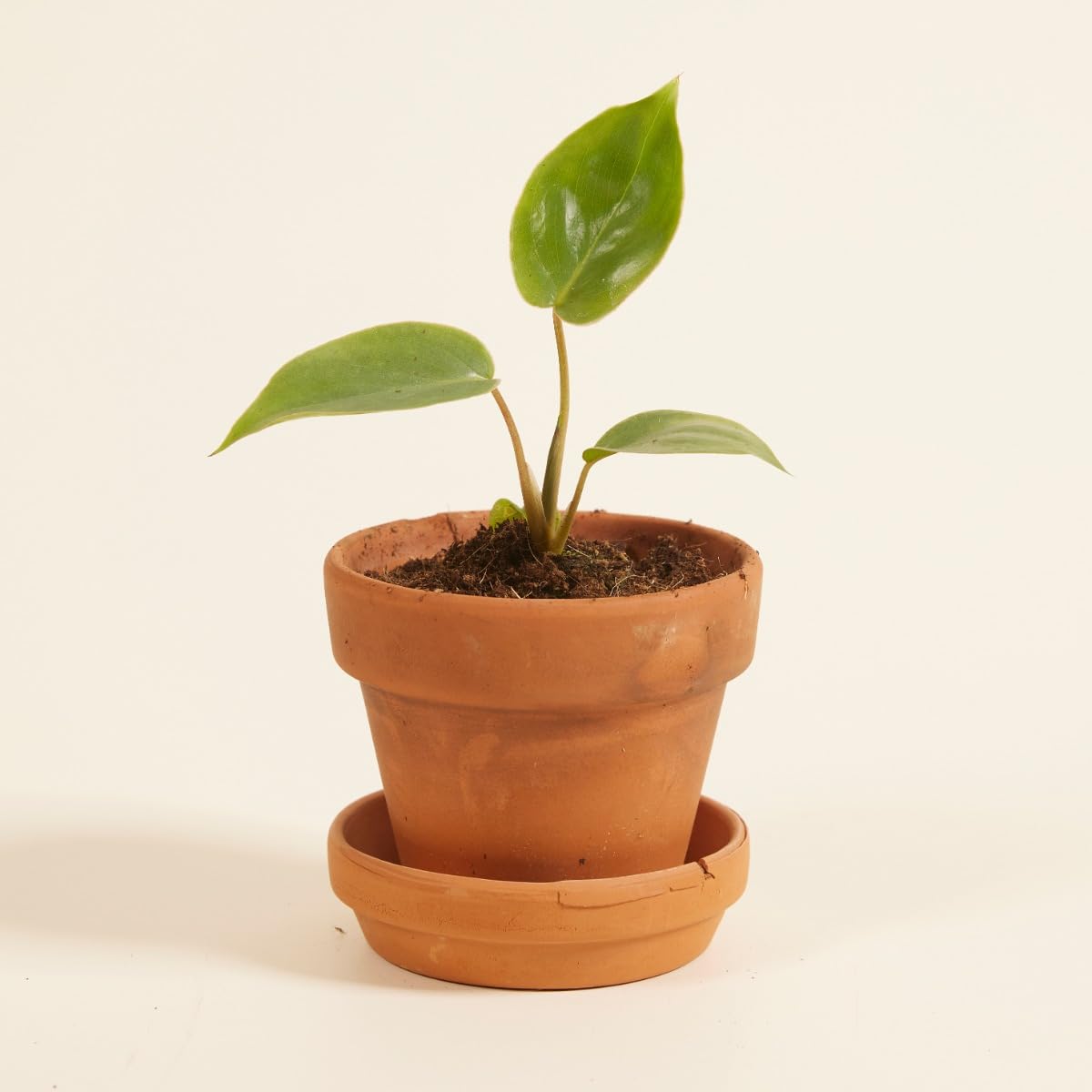 plnts-baby-philodendron-burle-marx-zimmerpflanze-10-cm-pflegeleicht image 6