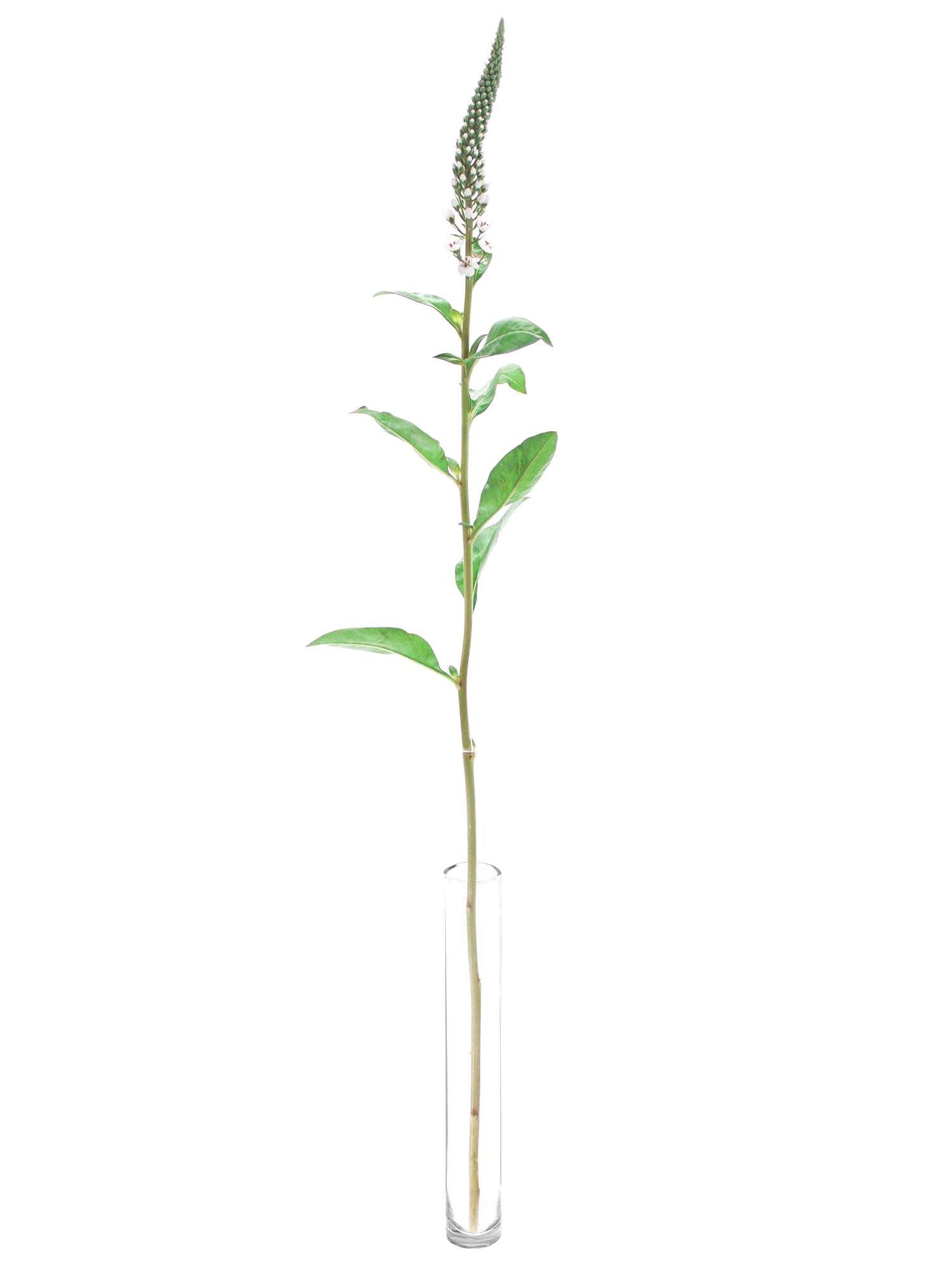 blumigo-lysimachia-elisabeth-wei-es-bindegr-n-bund image 3