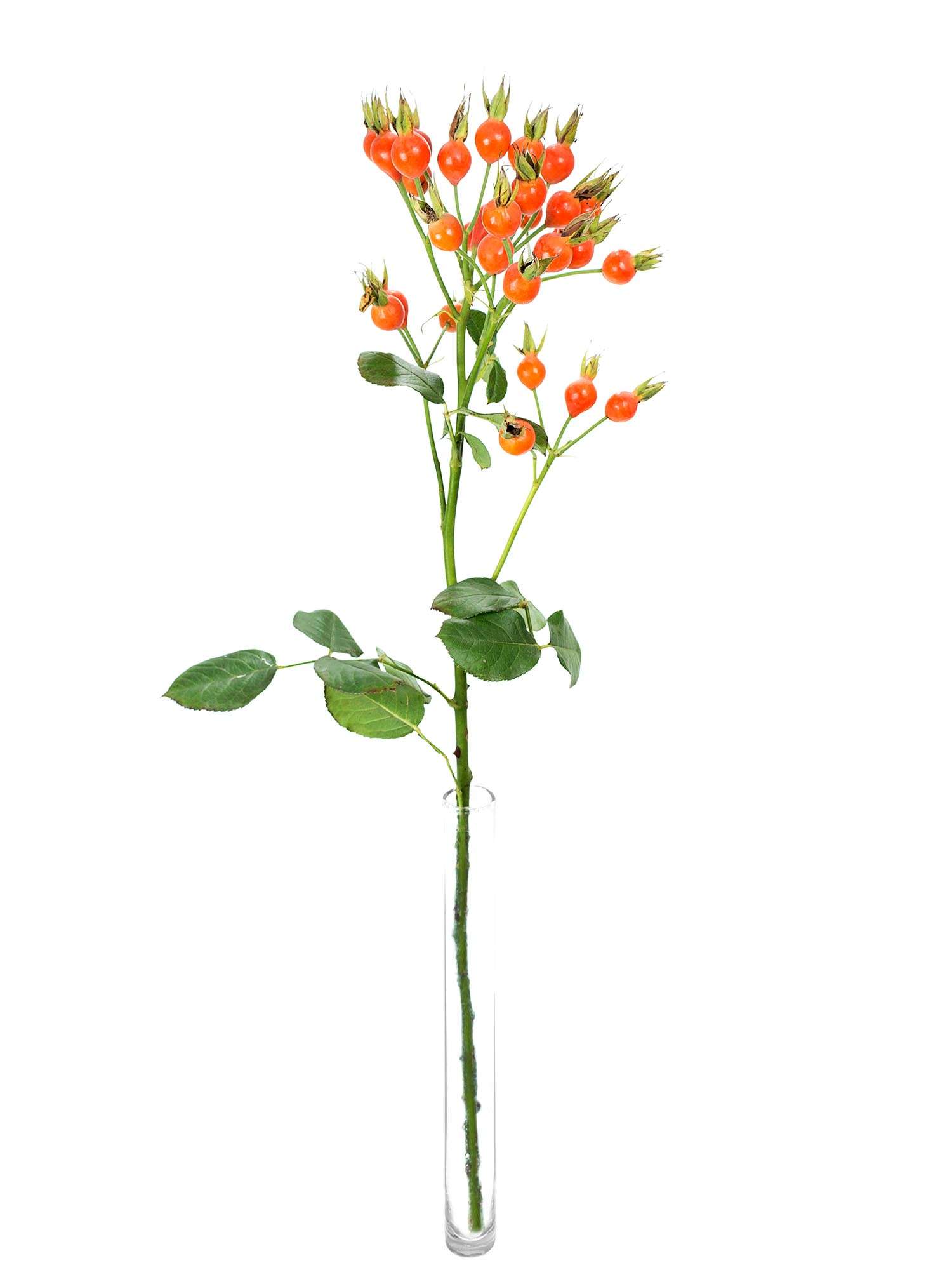 blumigo-herbstdeko-hagebutten-xl-pumpkin-orange-bund image 3