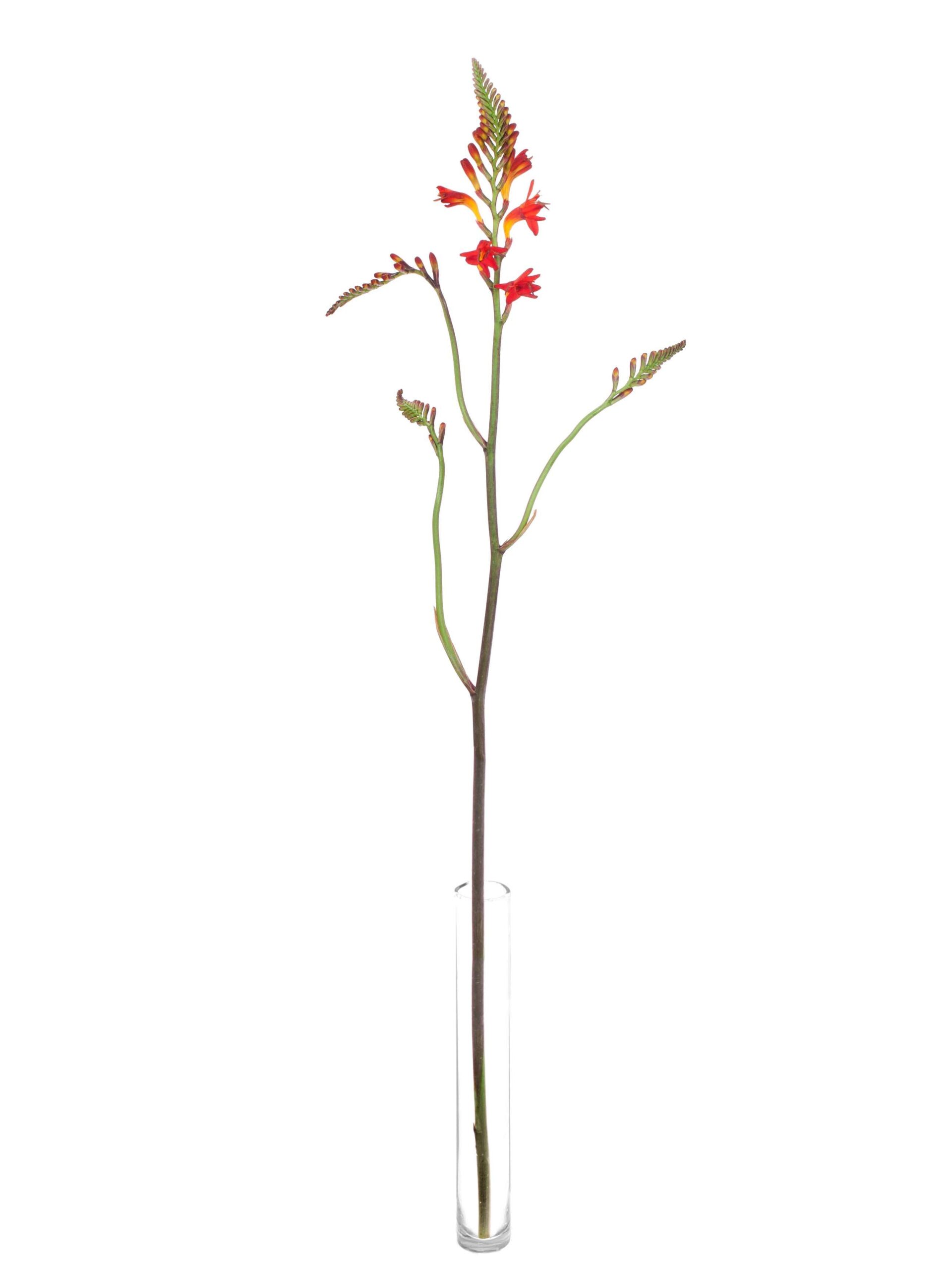 blumigo-crocosmia-lucifer-montbretie-orange-rot image 6