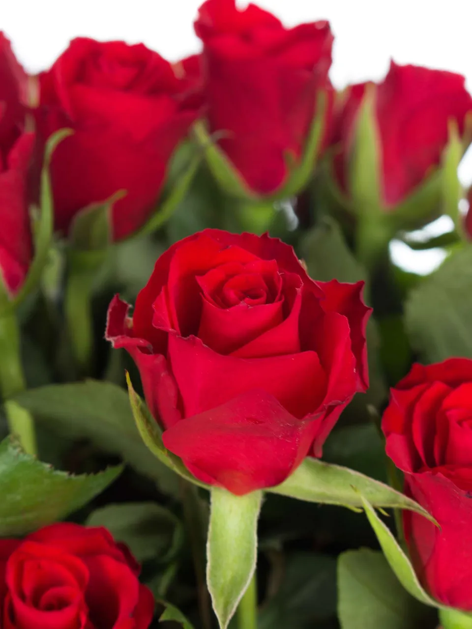 blumigo-rosen-red-calypso-schnittblumen-rot image 1