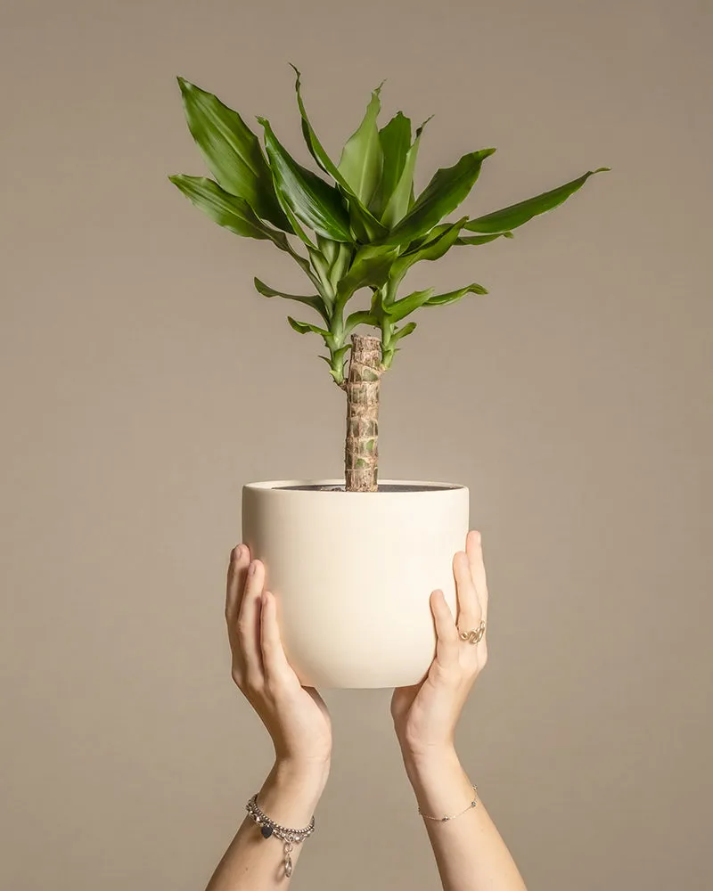 feey-drachenbaum-dracaena-fragrans-zimmerpflanze-klein-ohne-topf image 1