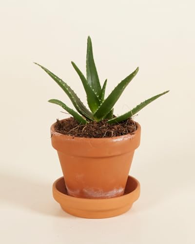 plnts-babyplnts-baby-vera-alo-mini-pflanze-6-cm-topf-heilpflanze image 8