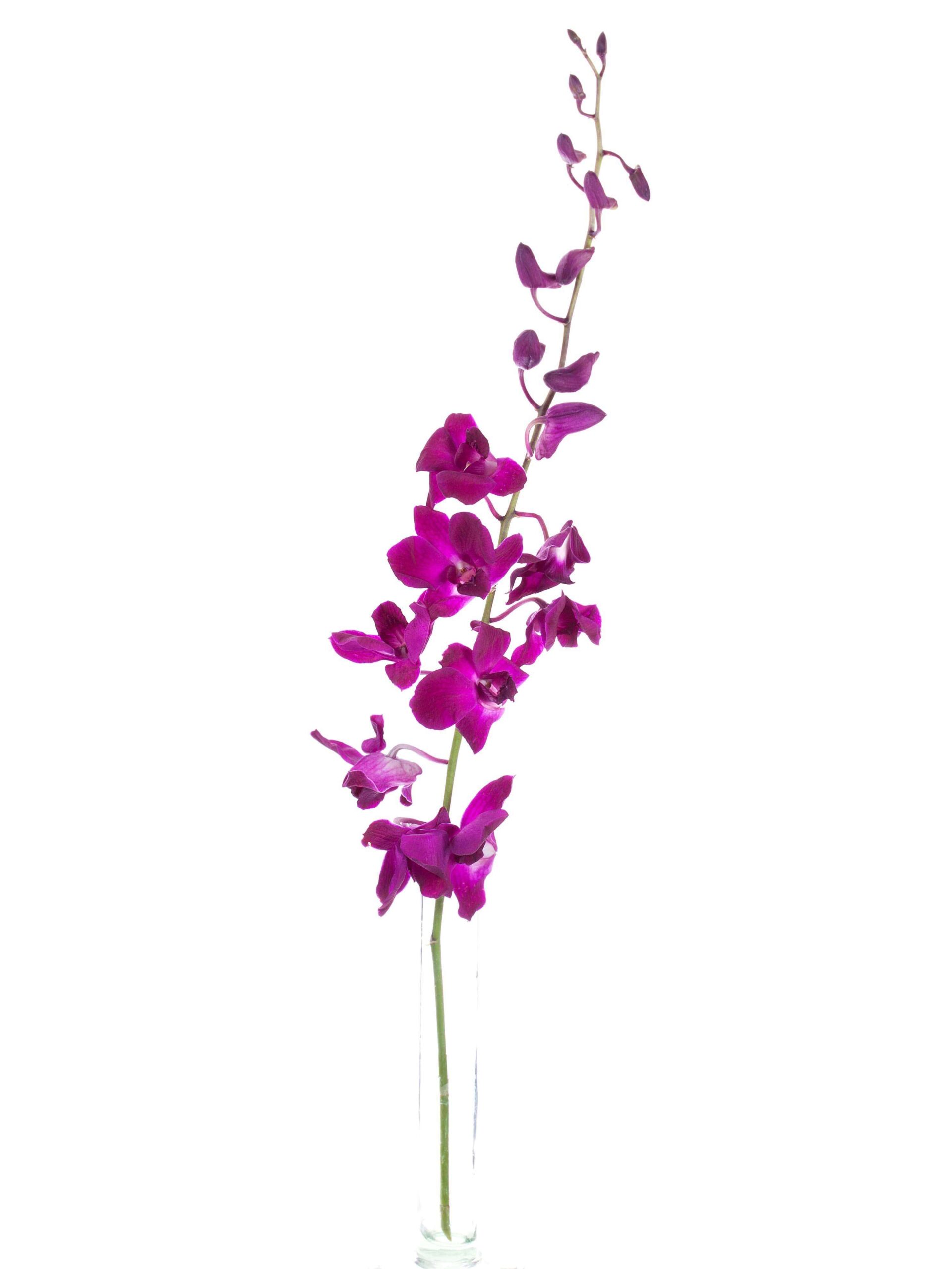 blumigo-dendrobium-pink-orchidee-einzelstiel image 3