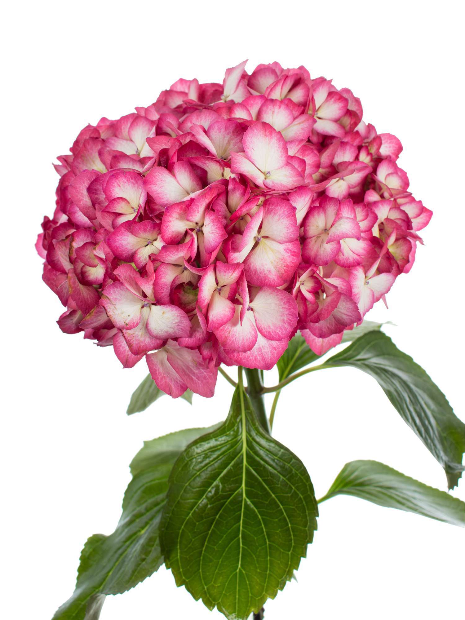 blumigo-hortensien-magical-hovaria-ripple-wei-pink-schnittblume image 1
