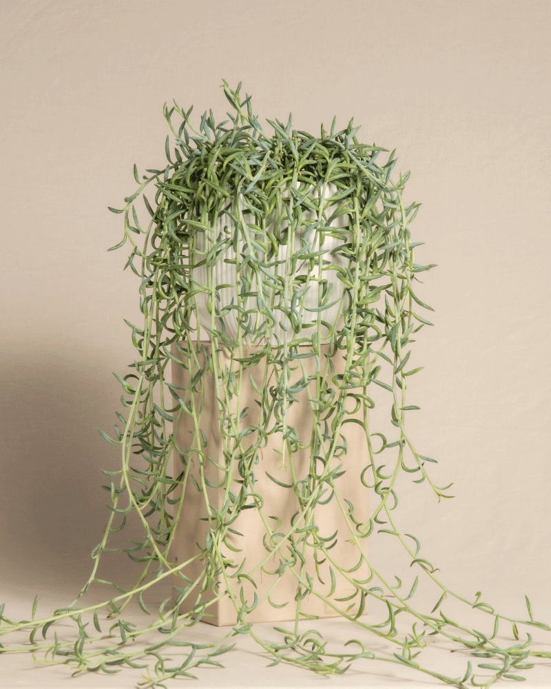 feey-variado-senecio-radicans-h-ngepflanze-ohne-bertopf image 7