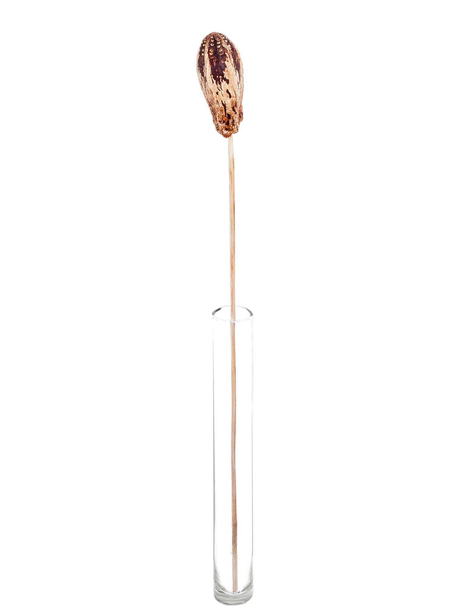 blumigo-trockenblumen-mehogany-stab-trockenblume-creme-braun-3-st-ck image 3