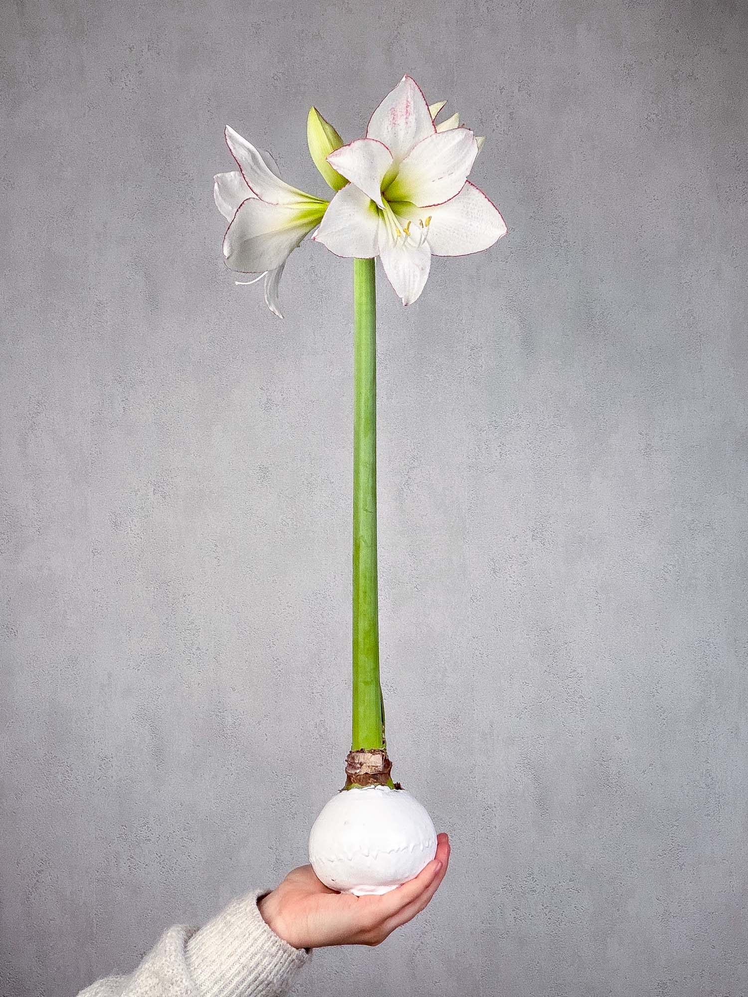 blumigo-amaryllis-gewachste-knolle-wei image 3