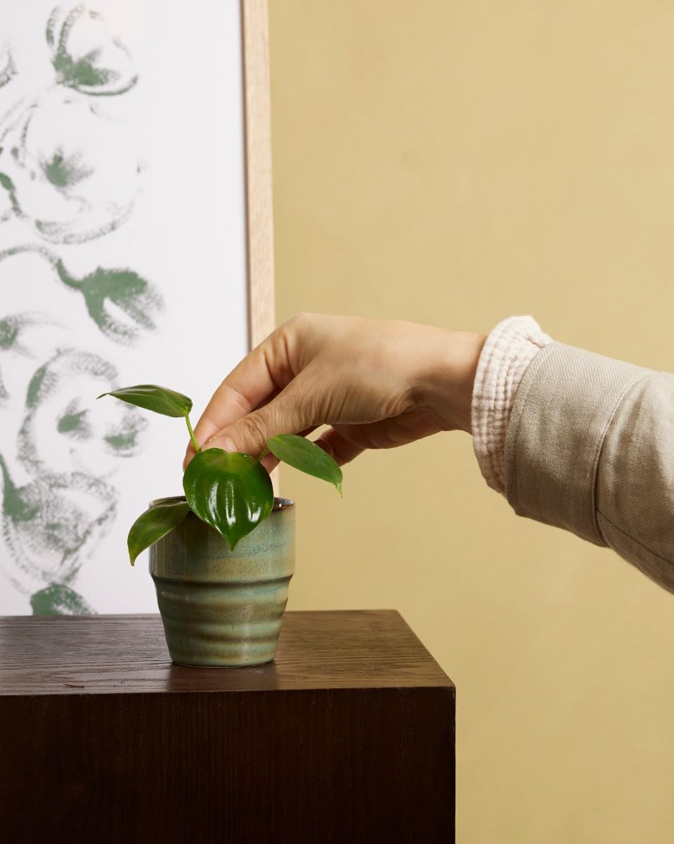 plnts-baby-philodendron-pittieri-zimmerpflanze-10-cm-pflegeleicht image 5