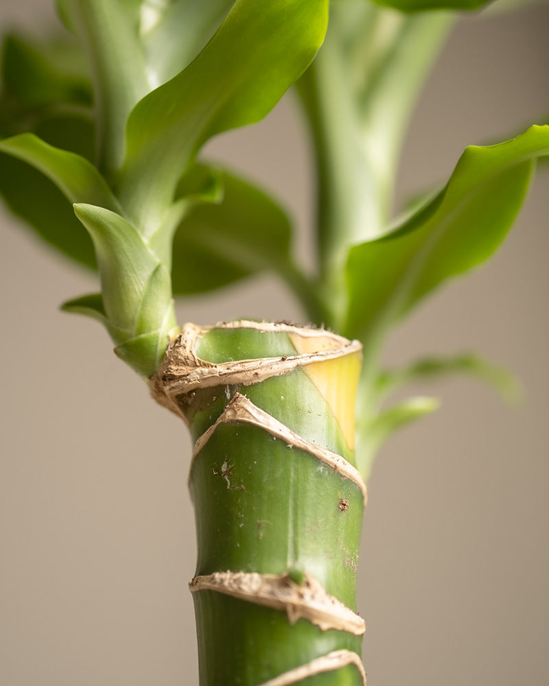 feey-drachenbaum-dracaena-fragrans-zimmerpflanze-klein-ohne-topf image 2