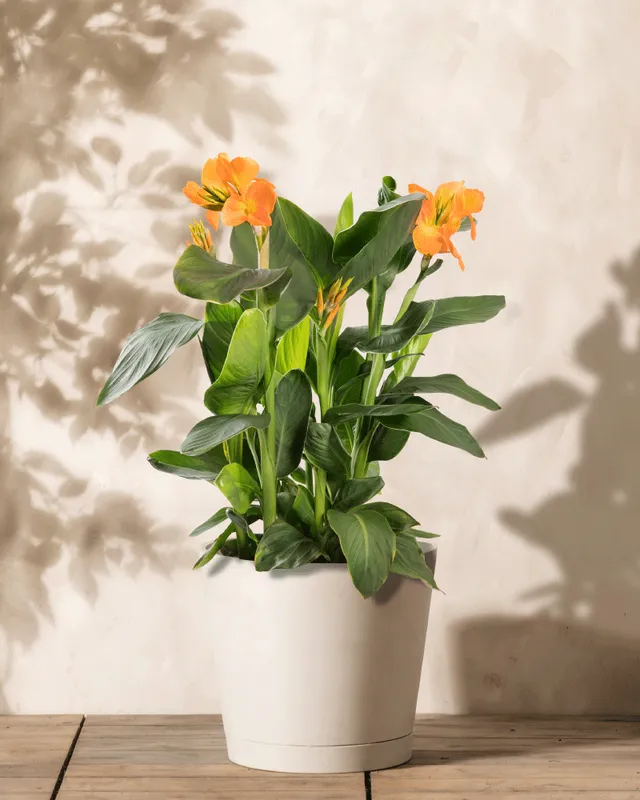feey-amsterdam-canna-rosa-3-knollen-blumenrohr-sonne image 1