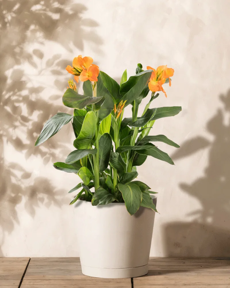 feey-amsterdam-canna-rosa-3-knollen-blumenrohr-sonne image 1