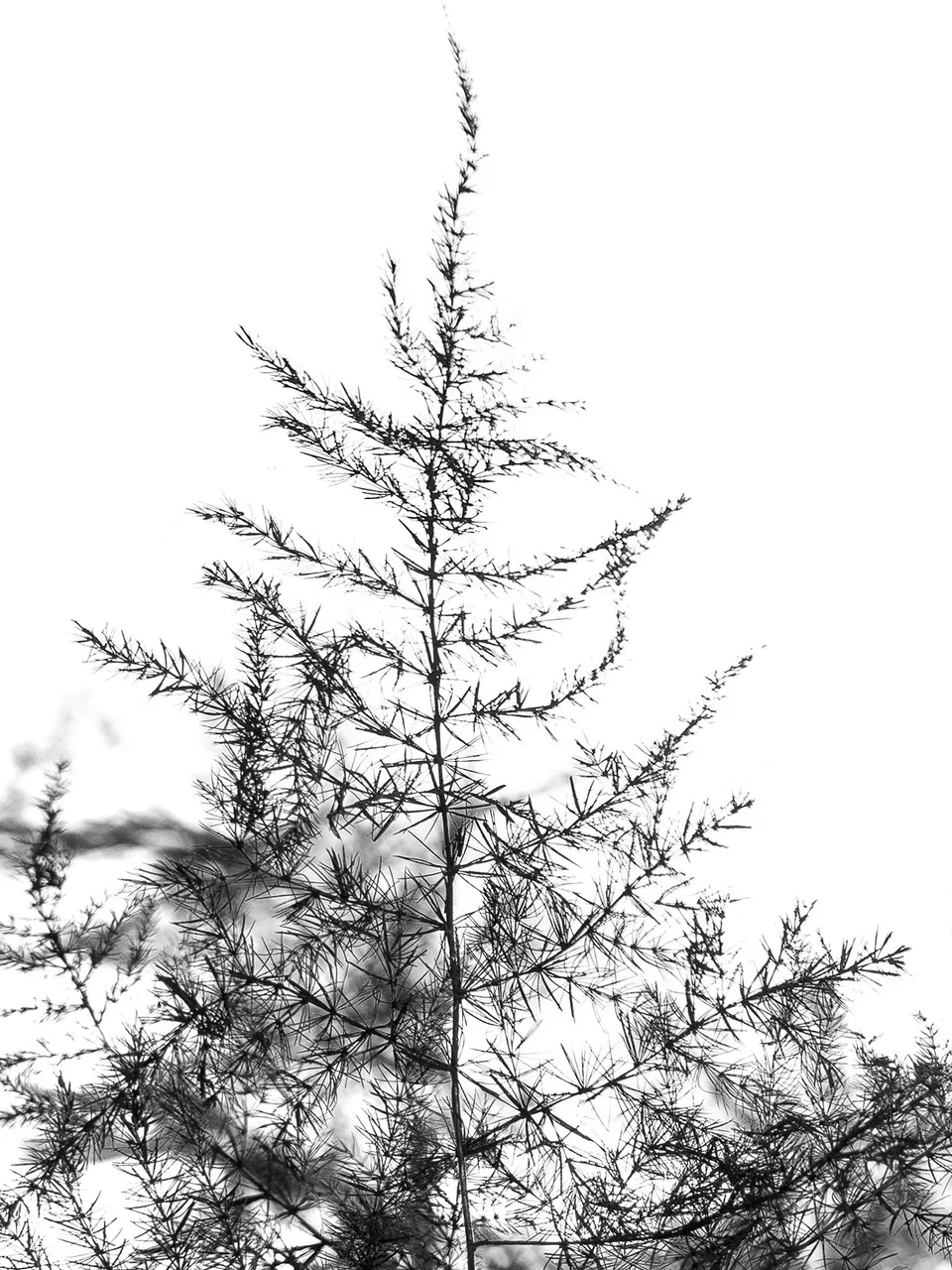 blumigo-asparagus-plumosus-schnittgr-n-schwarz image 1