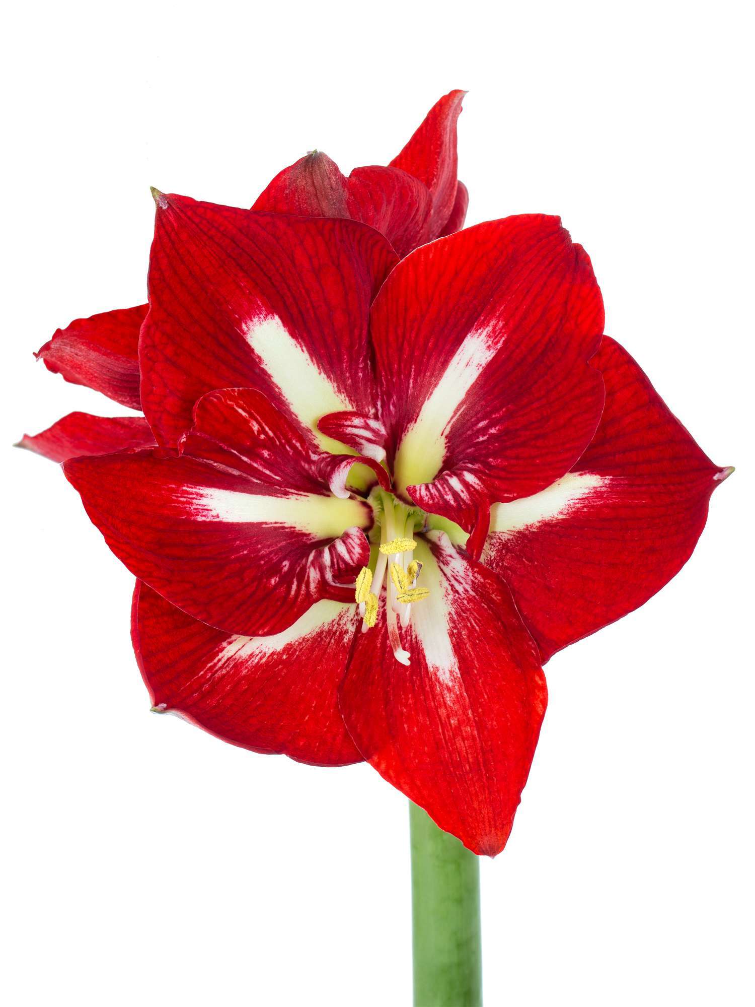 blumigo-amaryllis-barbados-rot-wei-schnittblume-stiel image 1