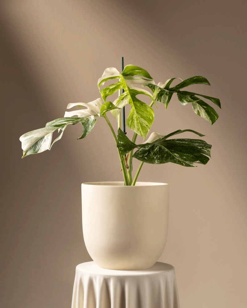 feey-variado-monstera-deliciosa-variegata-zimmerpflanze-panaschiert image 6