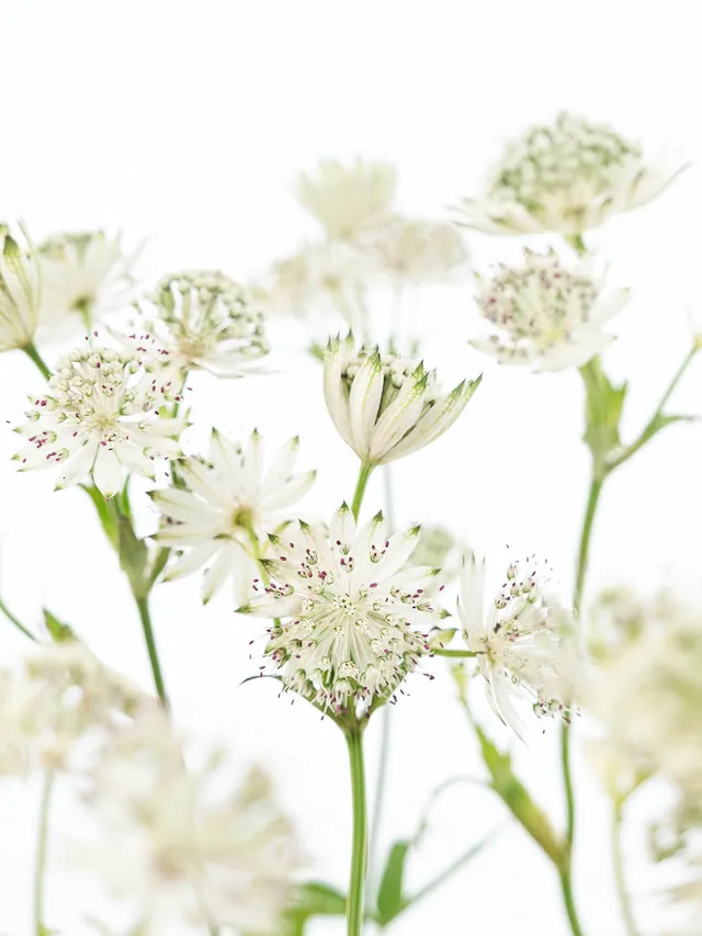 blumigo-blattwerk-astrantia-billion-stars-gr-n-silberne-sterndolde-stiel image 1