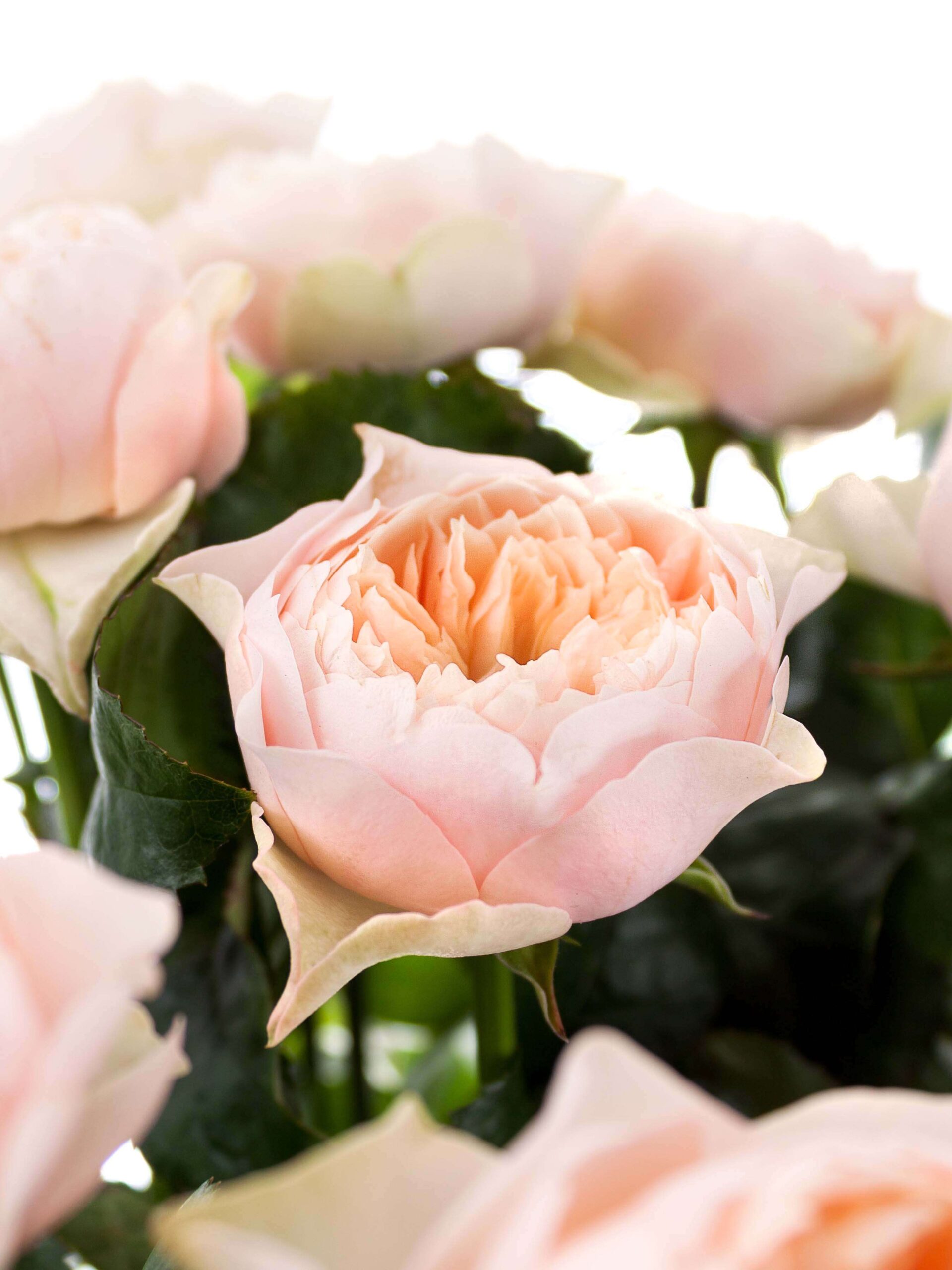 blumigo-rosen-romantic-vuvuzela-schnittrose-creme-apricot image 1