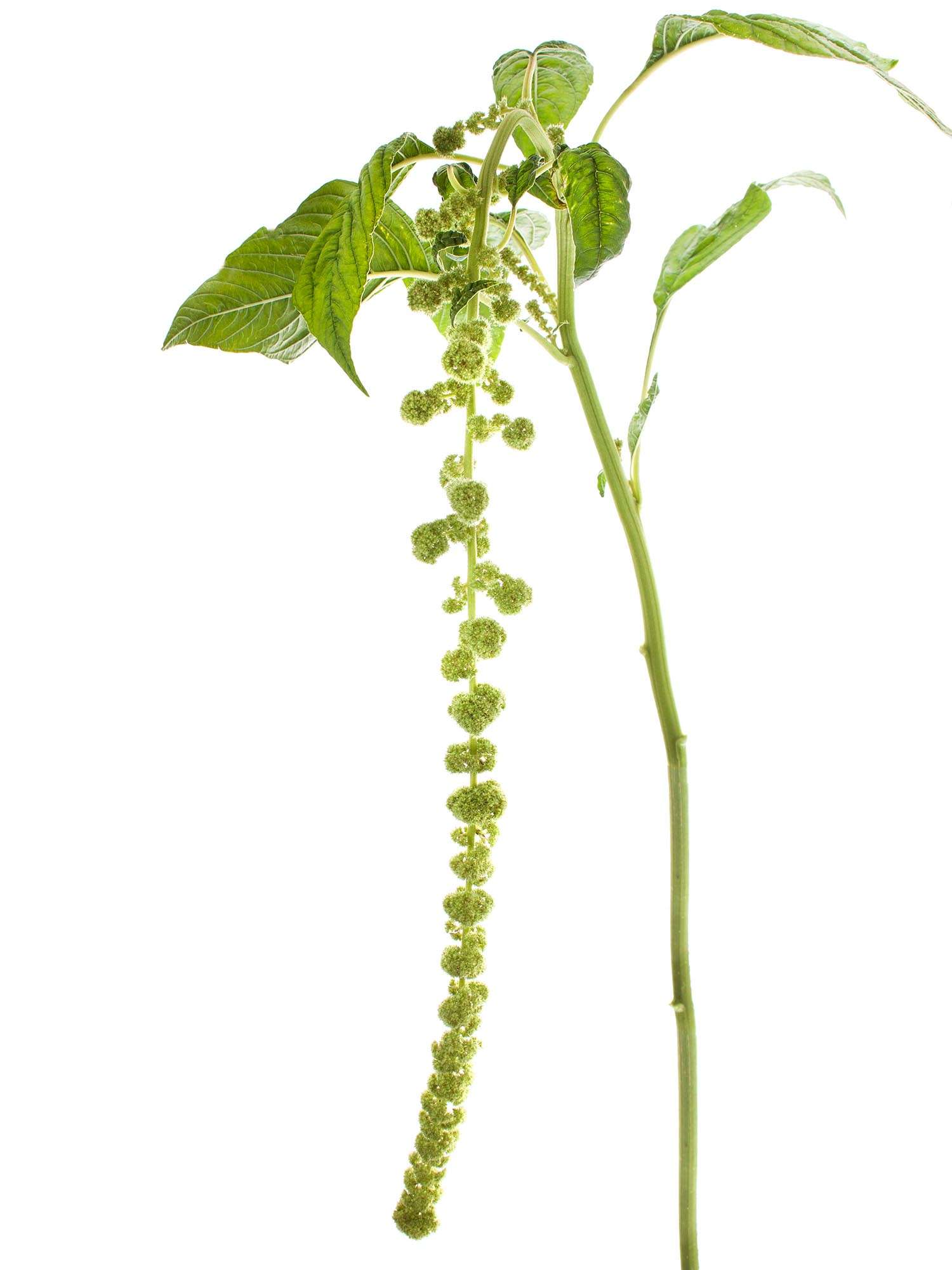 blumigo-blattwerk-und-bindegr-n-amaranthus-cyclop-gr-n-h-ngend image 4