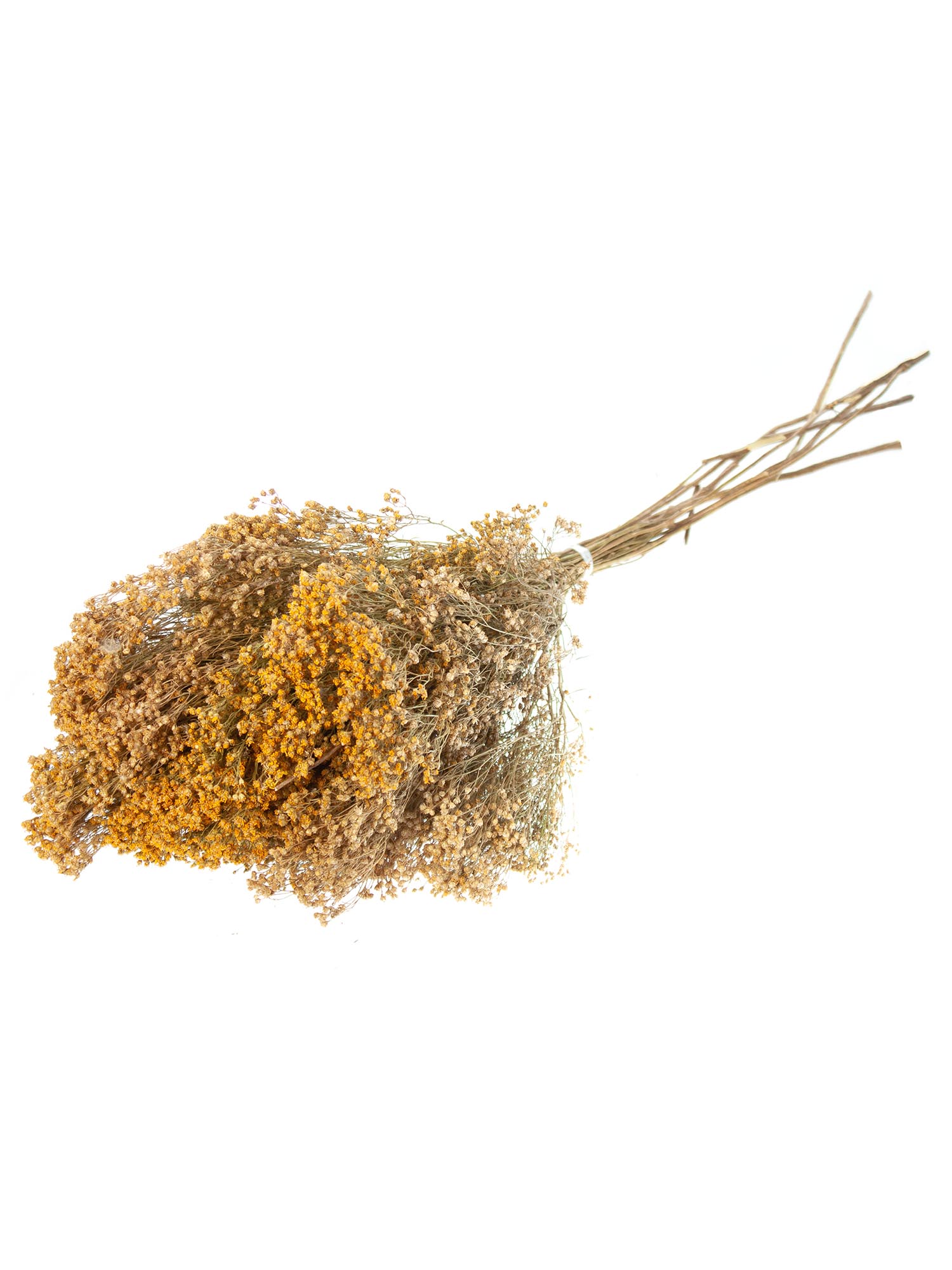 blumigo-trockenblumen-brooms-ginster-getrocknet-natur image 3