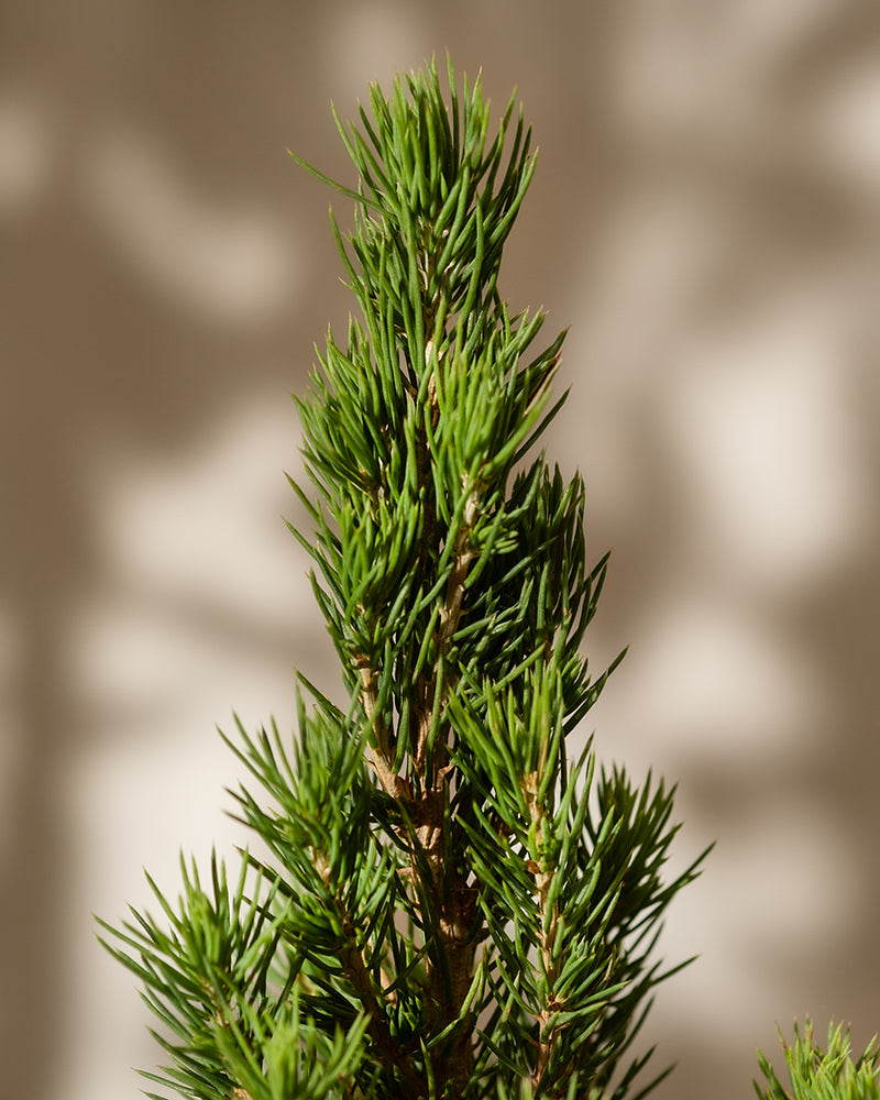 feey-amsterdam-gro-er-tannenbaum-ohne-topf-zuckerhutfichte image 8