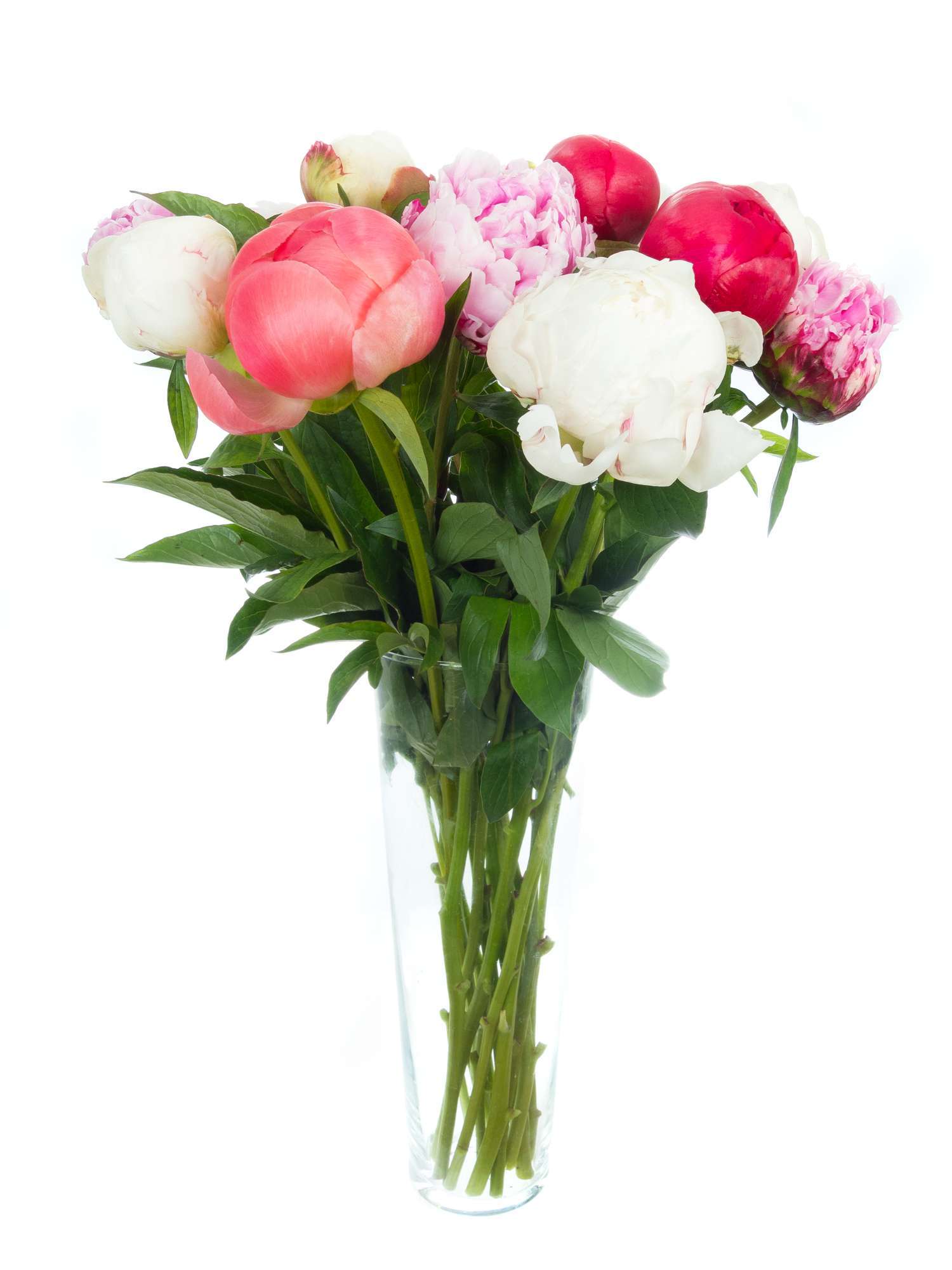 blumigo-berraschungsmix-15-pfingstrosen-bunt-mind-3-farben image 7