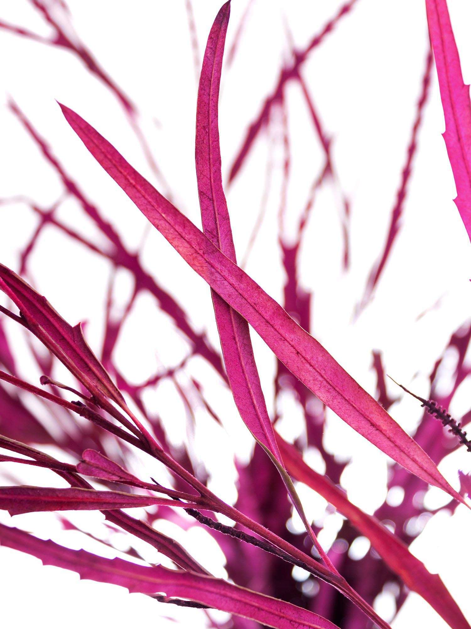blumigo-proteen-grevillea-schnittblume-gef-rbt-pink image 1