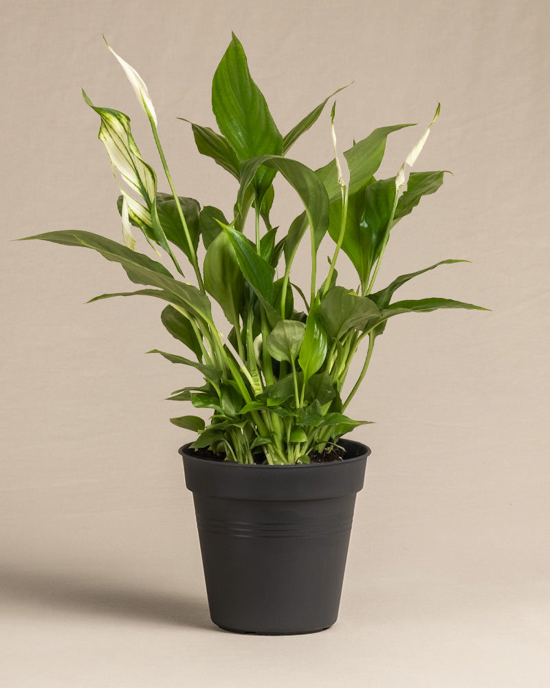 feey-einblatt-spathiphyllum-zimmerpflanze-klein-ohne-topf image 3