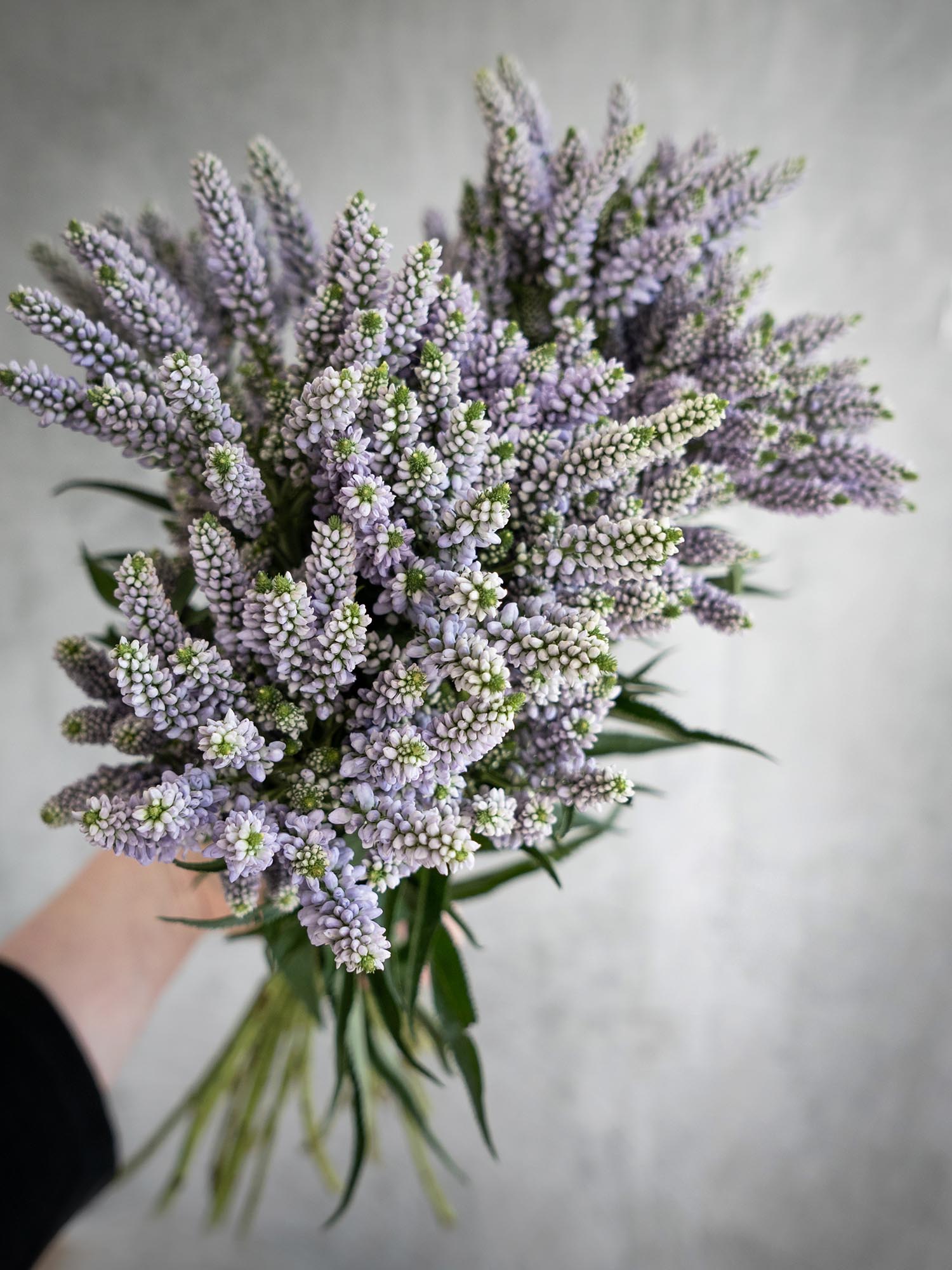 blumigo-blattwerk-veronica-smart-splash-schnittblume-violett image 5