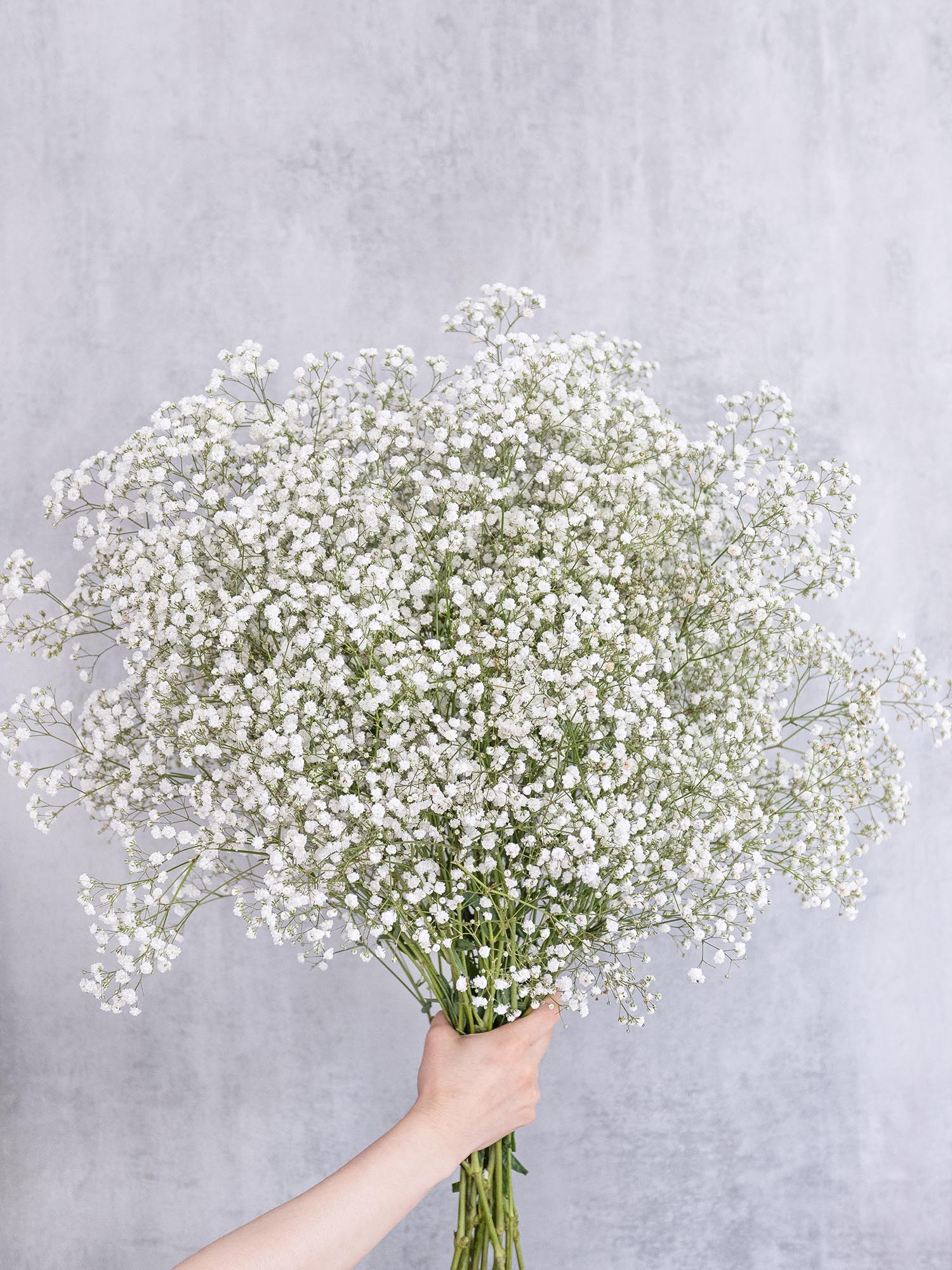 blumigo-schleierkraut-wei-schnittblume-f-r-vase-strau image 5
