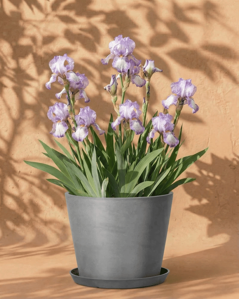 feey-amsterdam-iris-loop-the-loop-schwertlilie-wei-violett-4-st-ck image 6