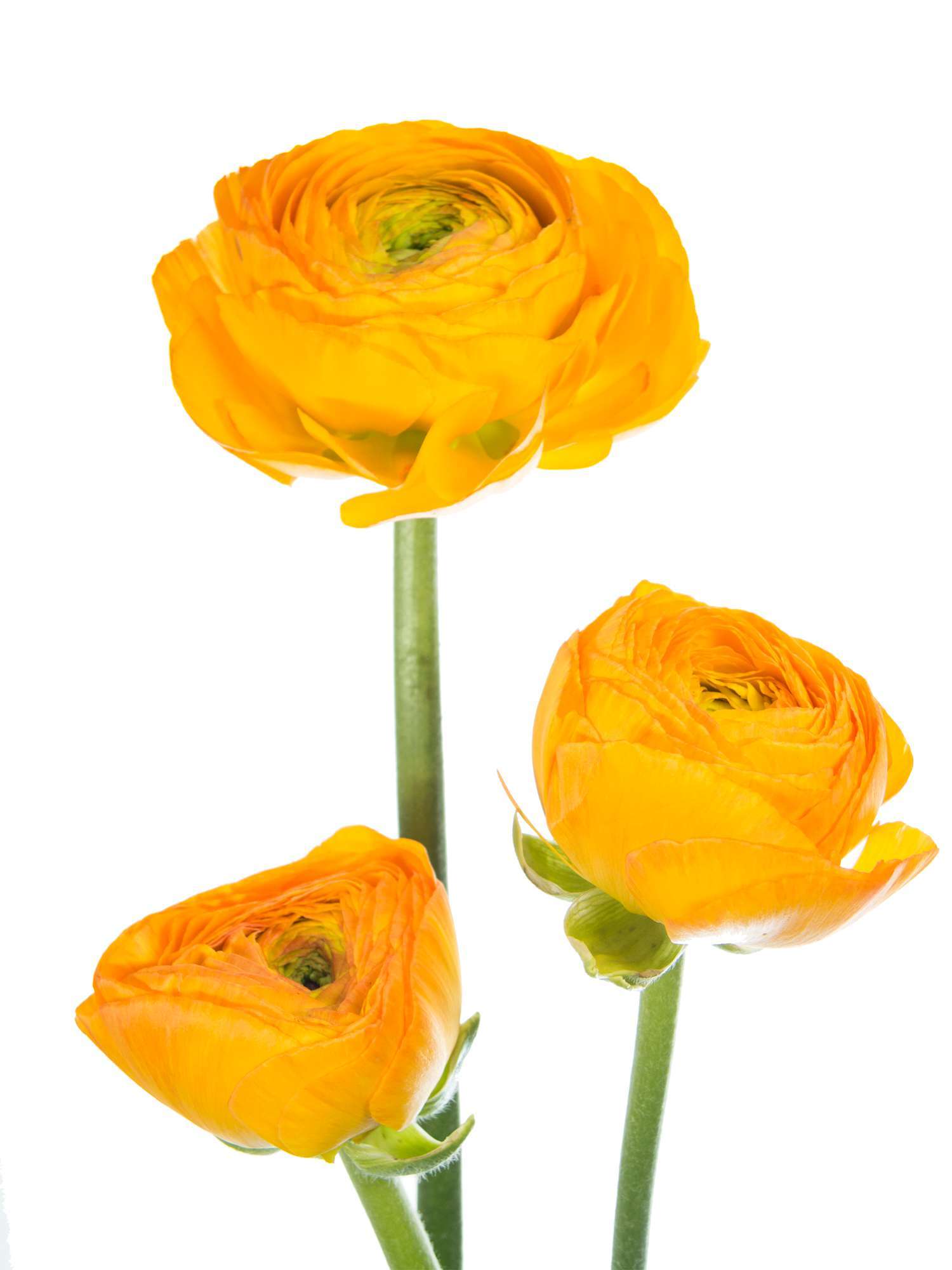 blumigo-ranunkeln-xxl-gelbe-schnittblume-gro-einzelstiel image 4