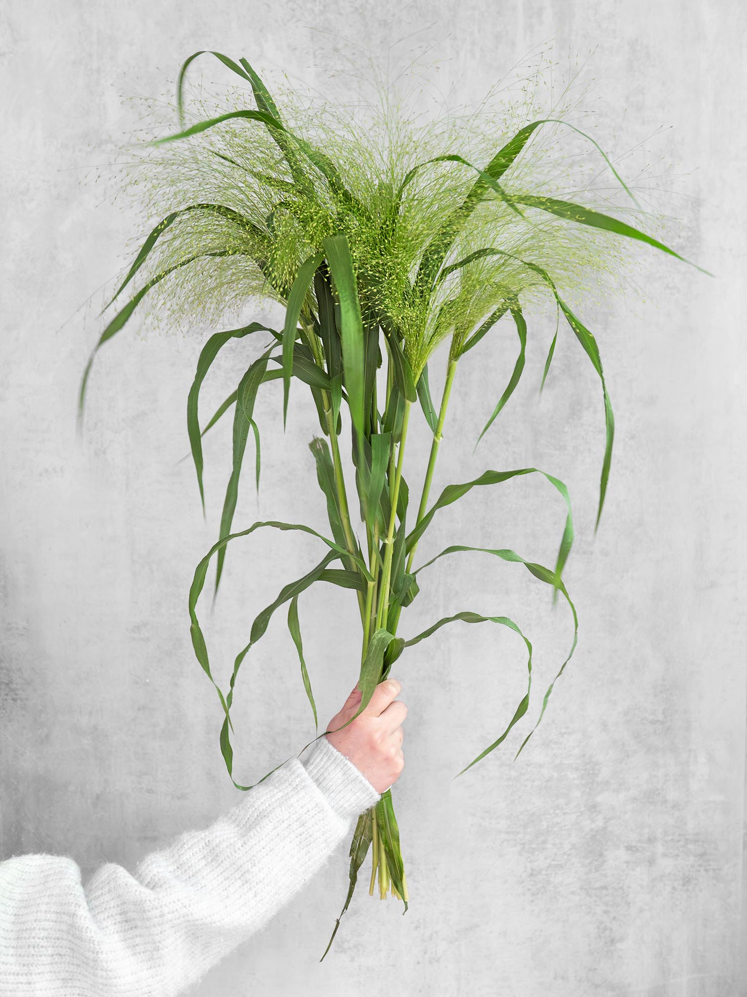 blumigo-blattwerk-panicum-fountain-zittergras-gr-n image 2
