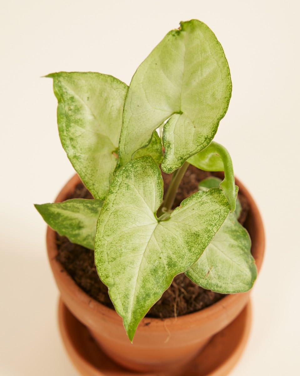 plnts-babyplnts-syngonium-white-butterfly-babypflanze-10-cm image 3