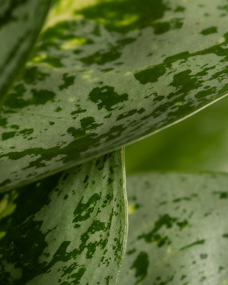 feey-variado-aglaonema-lemon-mint-zimmerpflanze-o-bertopf image 8