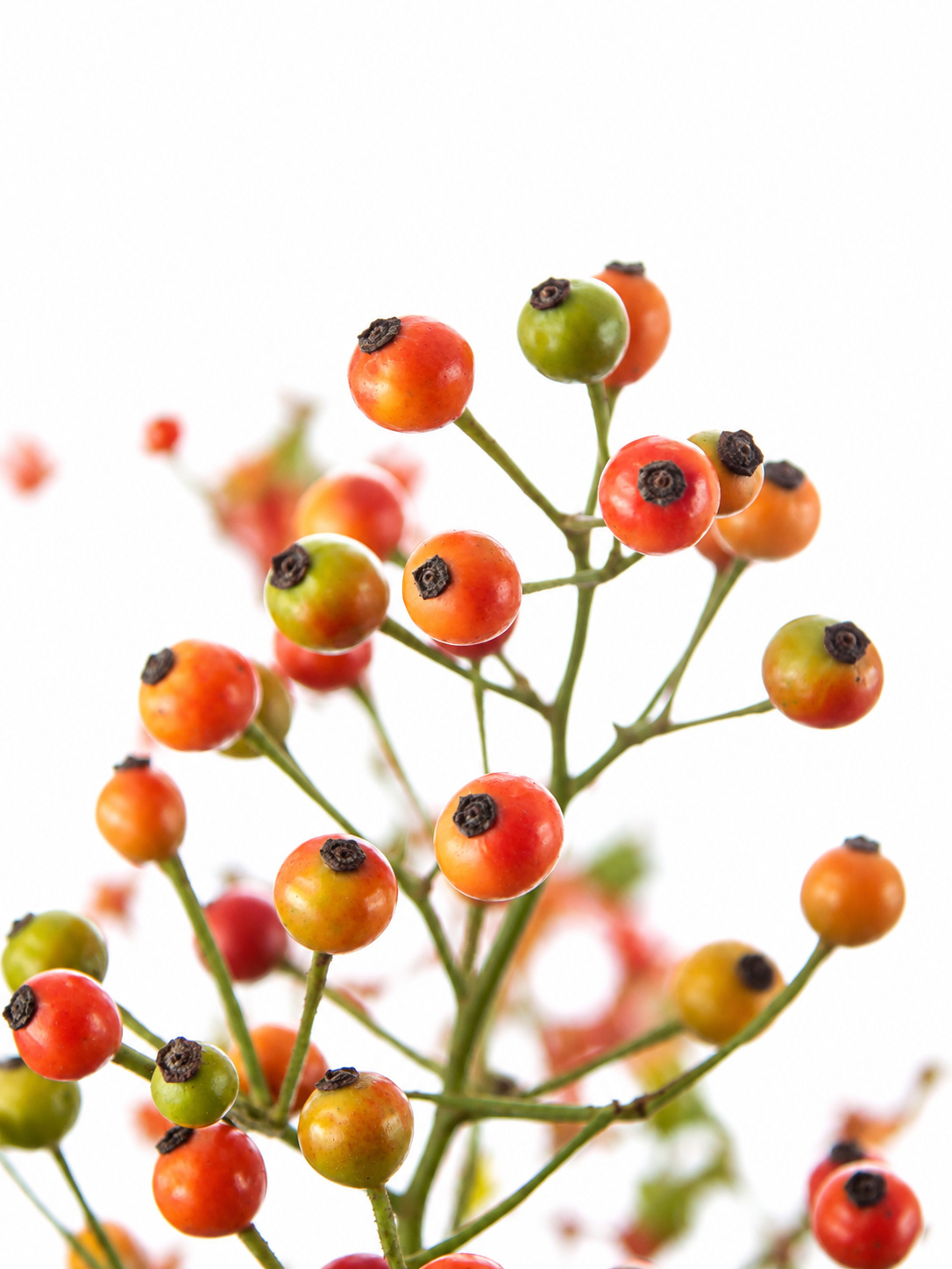 blumigo-herbstdeko-plenty-hagebutte-gr-n-orange image 1