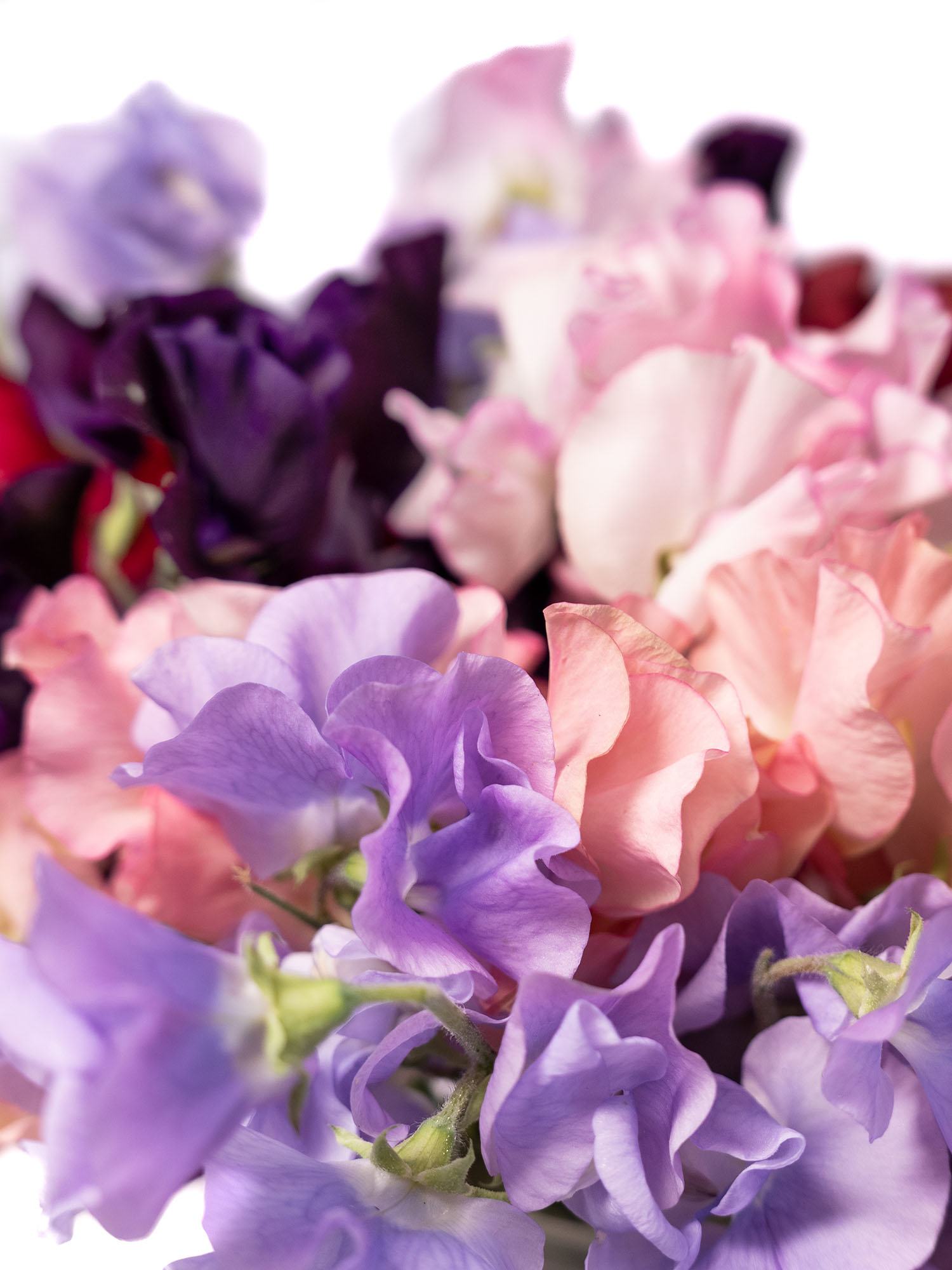 blumigo-wicken-bunte-mischung-schnittblumen-bunt image 3