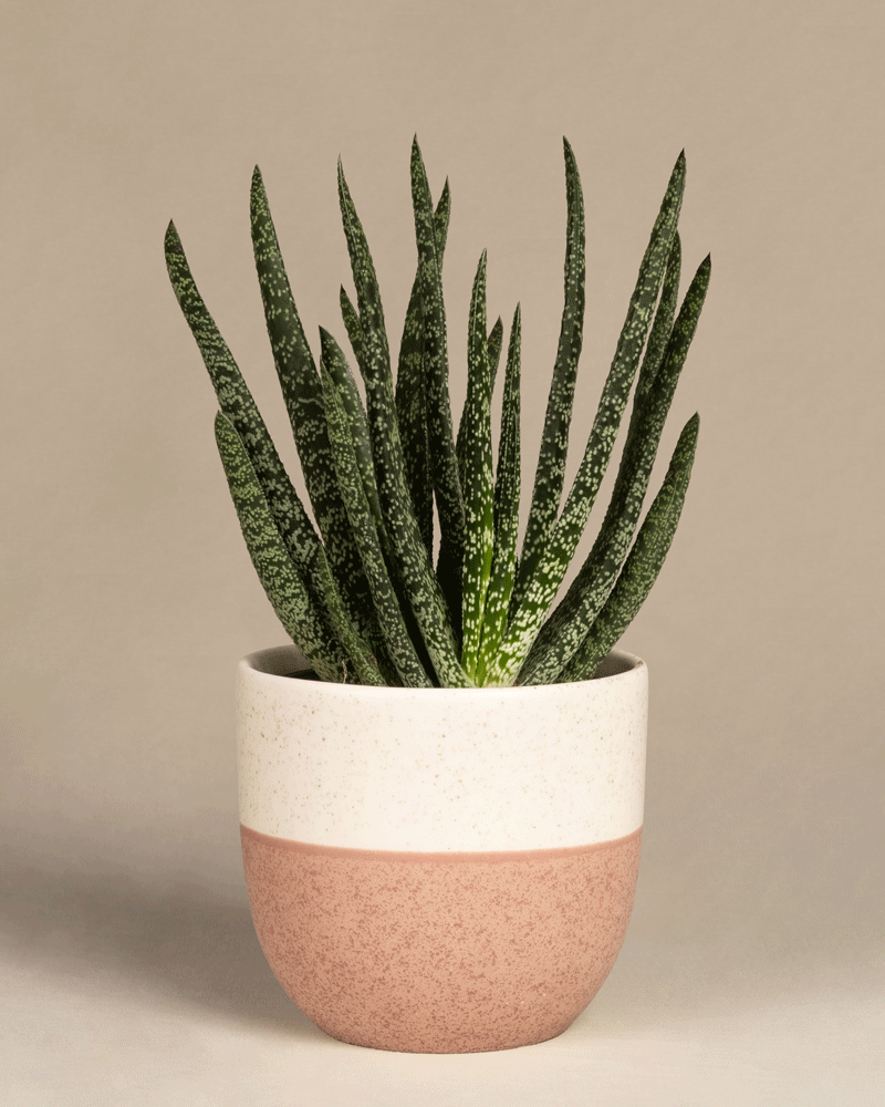 feey-variado-gasteria-verrucosa-sukkulente-ohne-bertopf image 5
