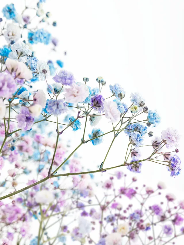 blumigo-schleierkraut-disco-detroit-violett-blau-schnittblume image 1