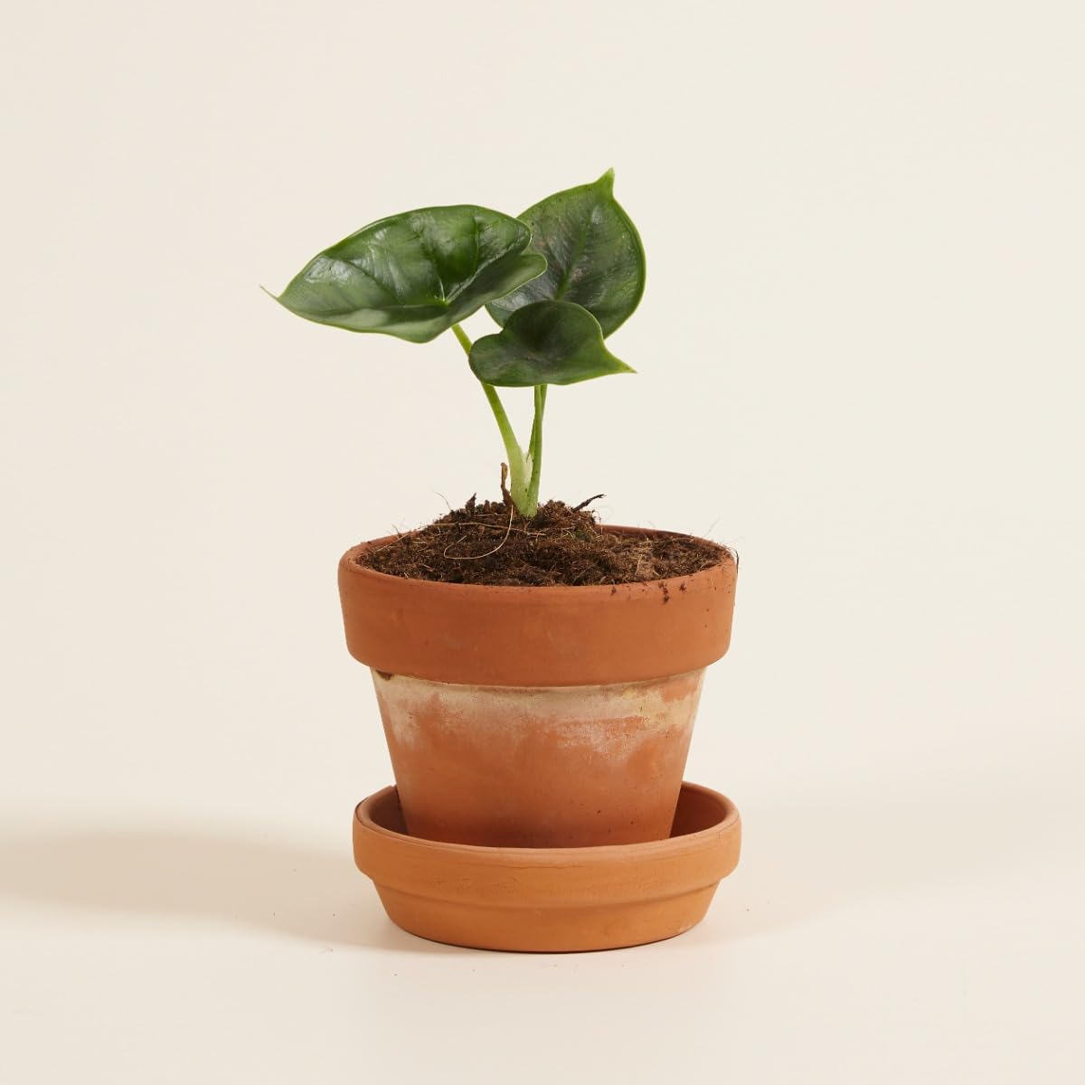 plnts-baby-alocasia-reversa-zimmerpflanze-10-cm-gemustert image 6