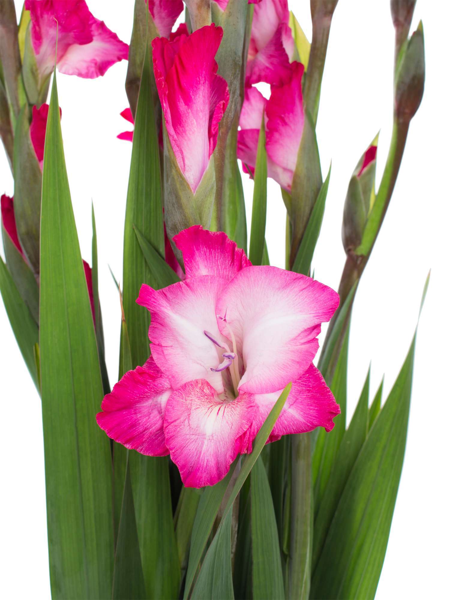 blumigo-gladiolen-t512-schnittblumen-pink image 4