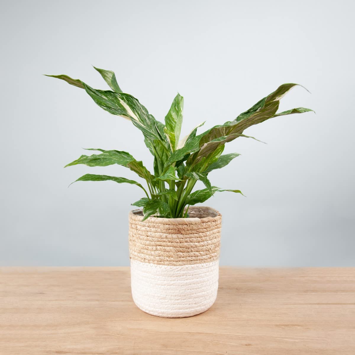 plnts-rareplnts-spathiphyllum-diamond-zimmerpflanze-30cm-panaschiert image 7