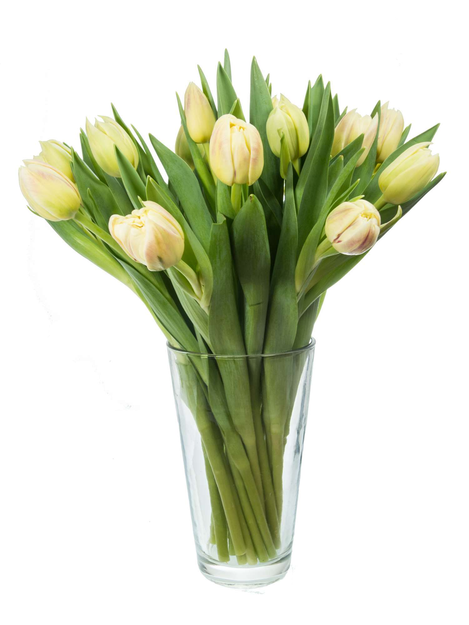 blumigo-tulpen-flaming-margarita-gef-llte-tulpe-creme-lila image 2