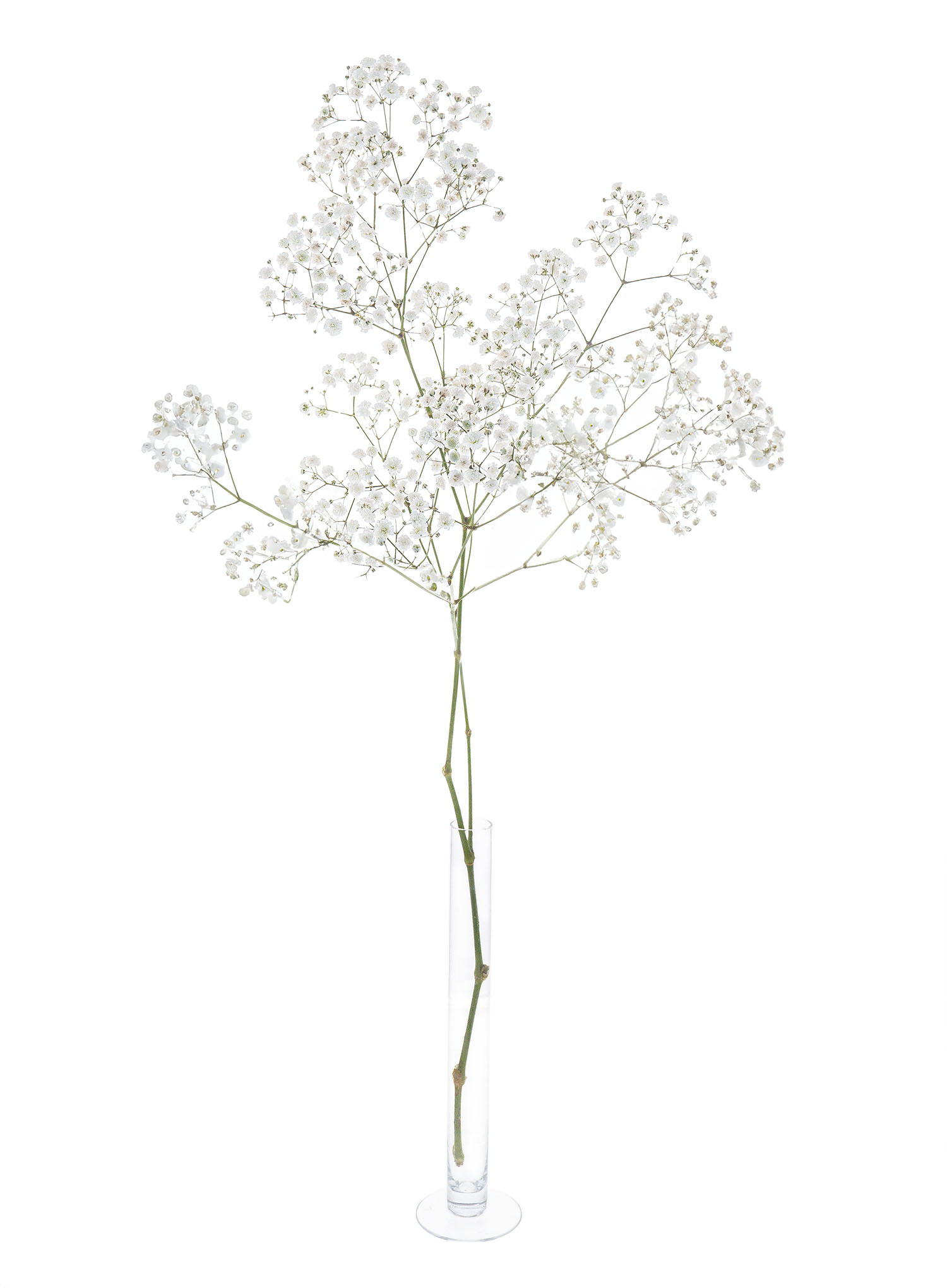 blumigo-schleierkraut-wei-schnittblume-f-r-vase-strau image 2