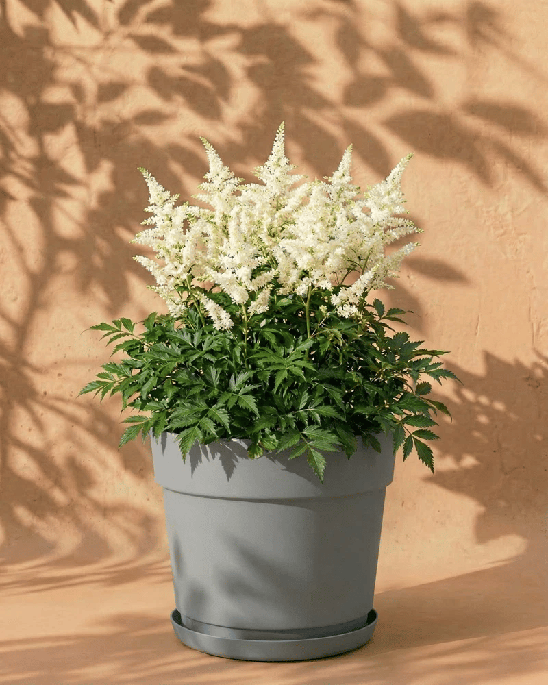 feey-amsterdam-astilbe-gartenpflanzen-wei-3-st-ck image 7