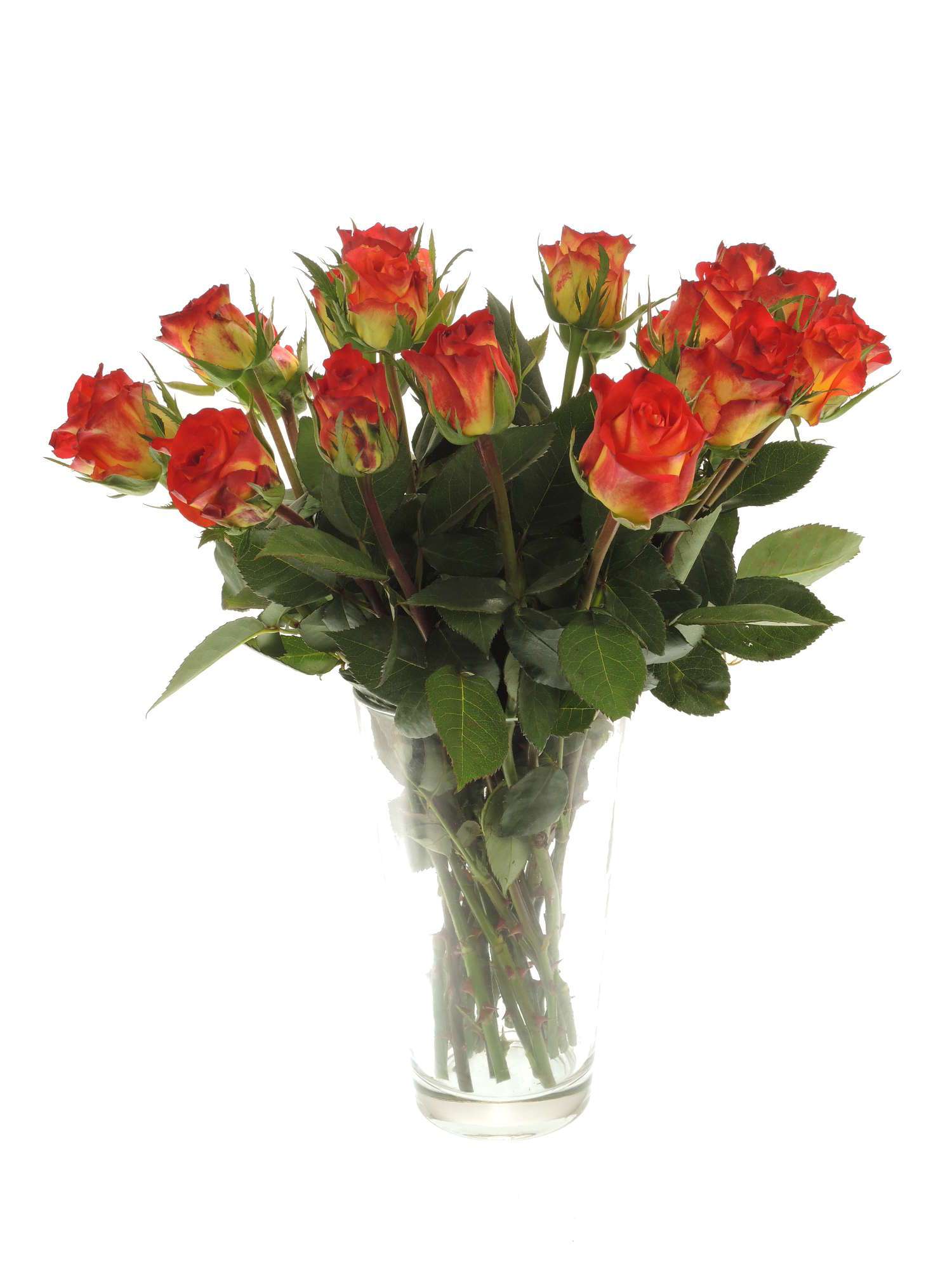 blumigo-rosen-catch-schnittrose-orange-rot image 2