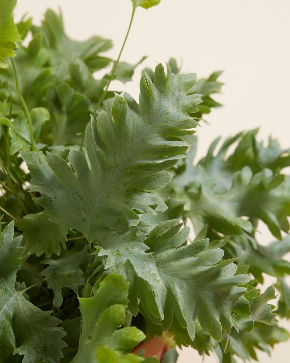 plnts-rareplnts-phlebodium-aureum-davana-zimmerpflanze-25cm-luftreinigend image 3