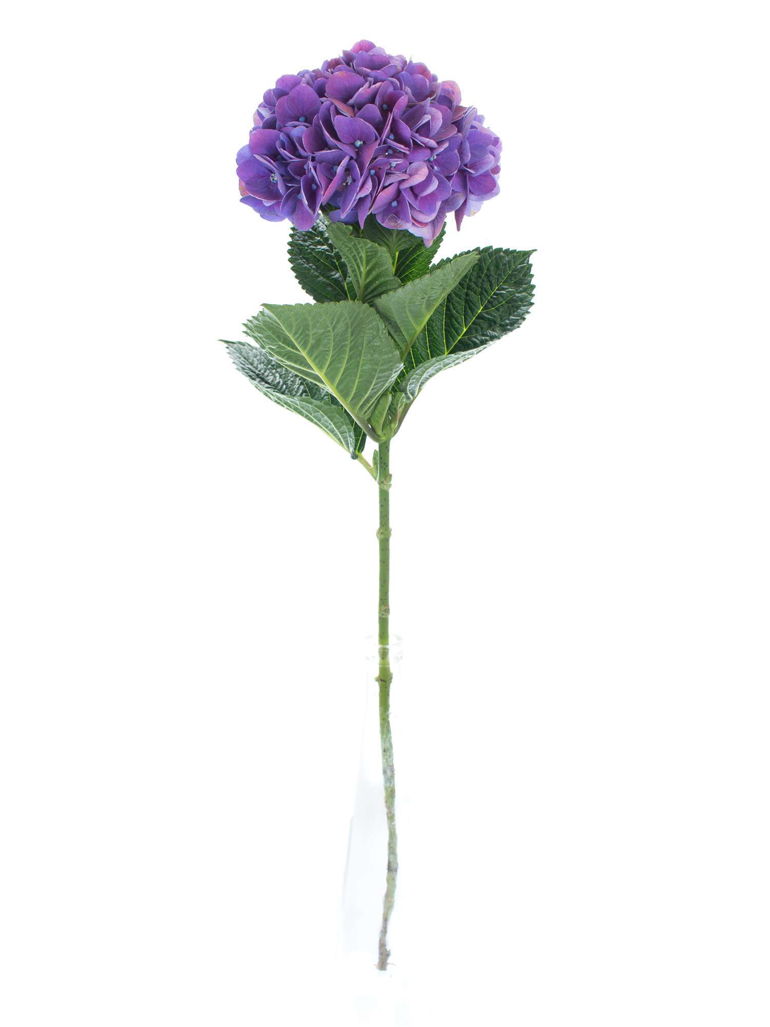 blumigo-hortensien-magical-crimson-lila-schnittblume image 2