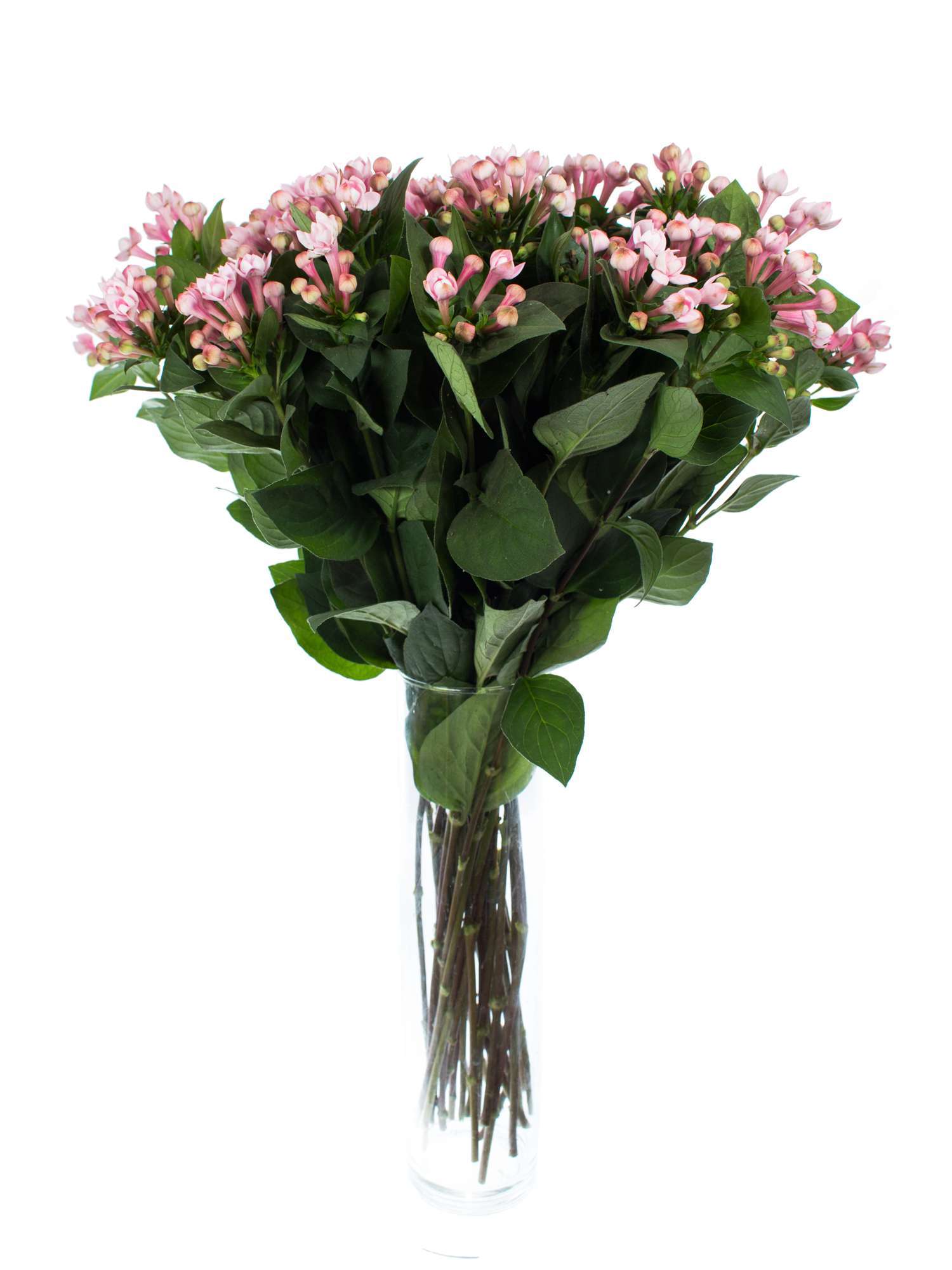 blumigo-blattwerk-bouvardie-diamond-dark-pink-schnittblume-pink image 2