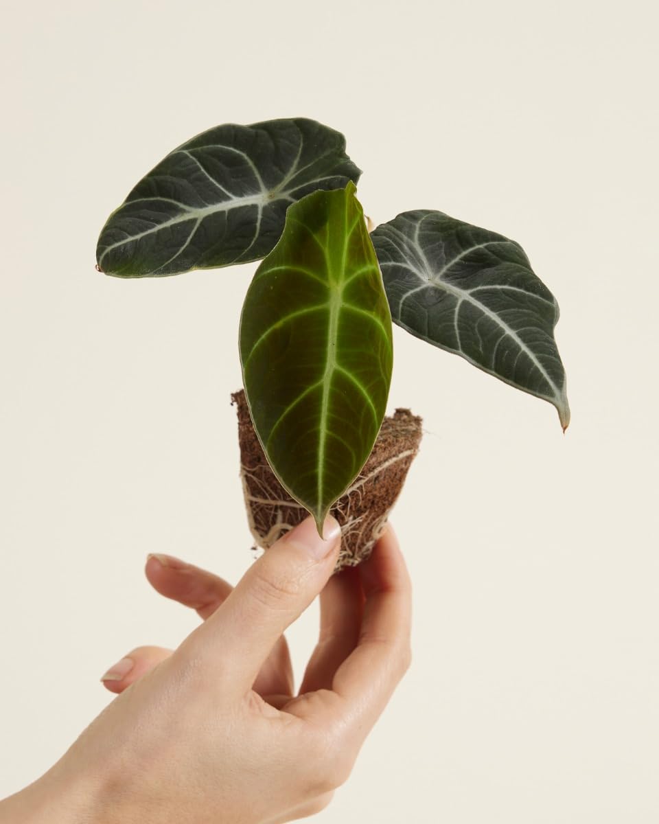 plnts-babyplnts-alocasia-black-velvet-zimmerpflanze-10-cm image 2