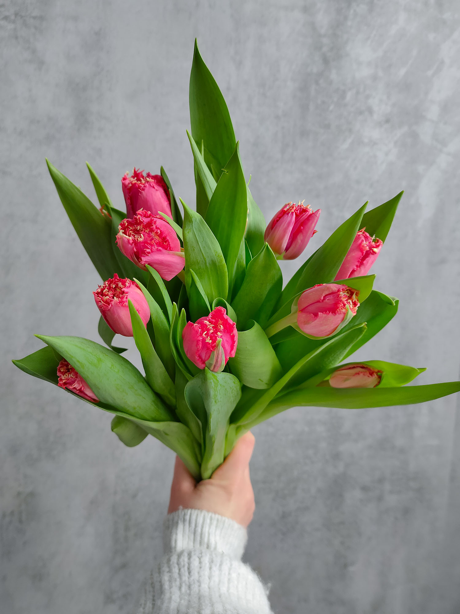 blumigo-tulpen-la-mour-tulpe-pink-gefranst-frisch image 4